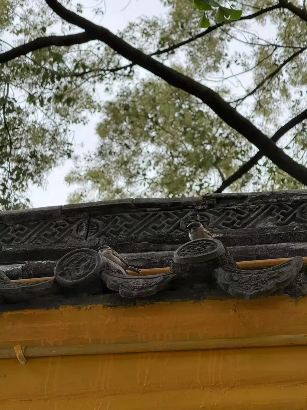 早起的鸟儿爱八卦