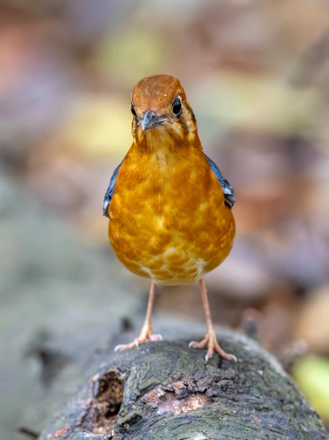 差点跳到我镜头里来的橙头地鸫