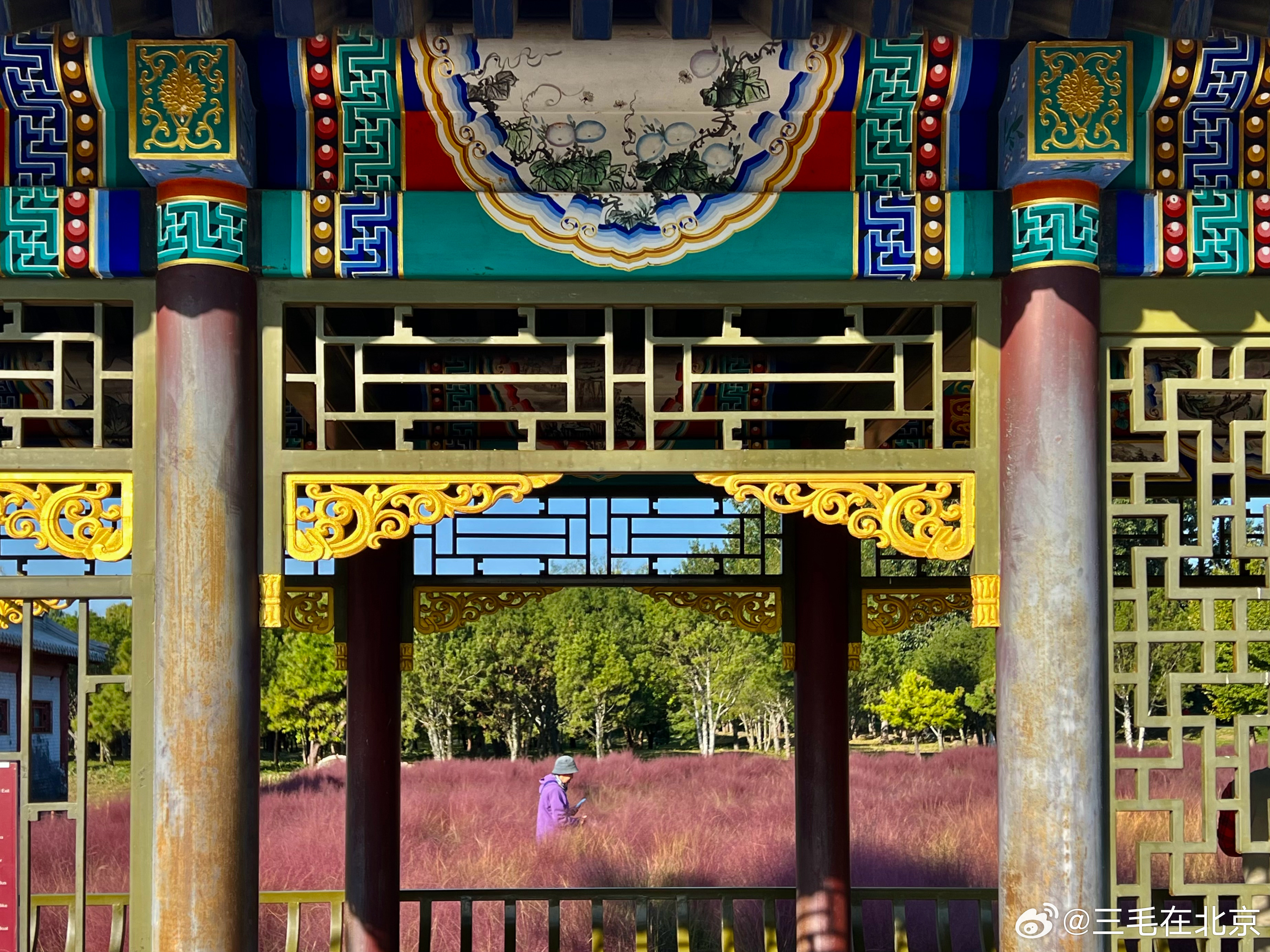 大美中国北京的秋色 圆明园 多稼如云 粉黛乱子花海打卡美丽的中国超话  ​​​