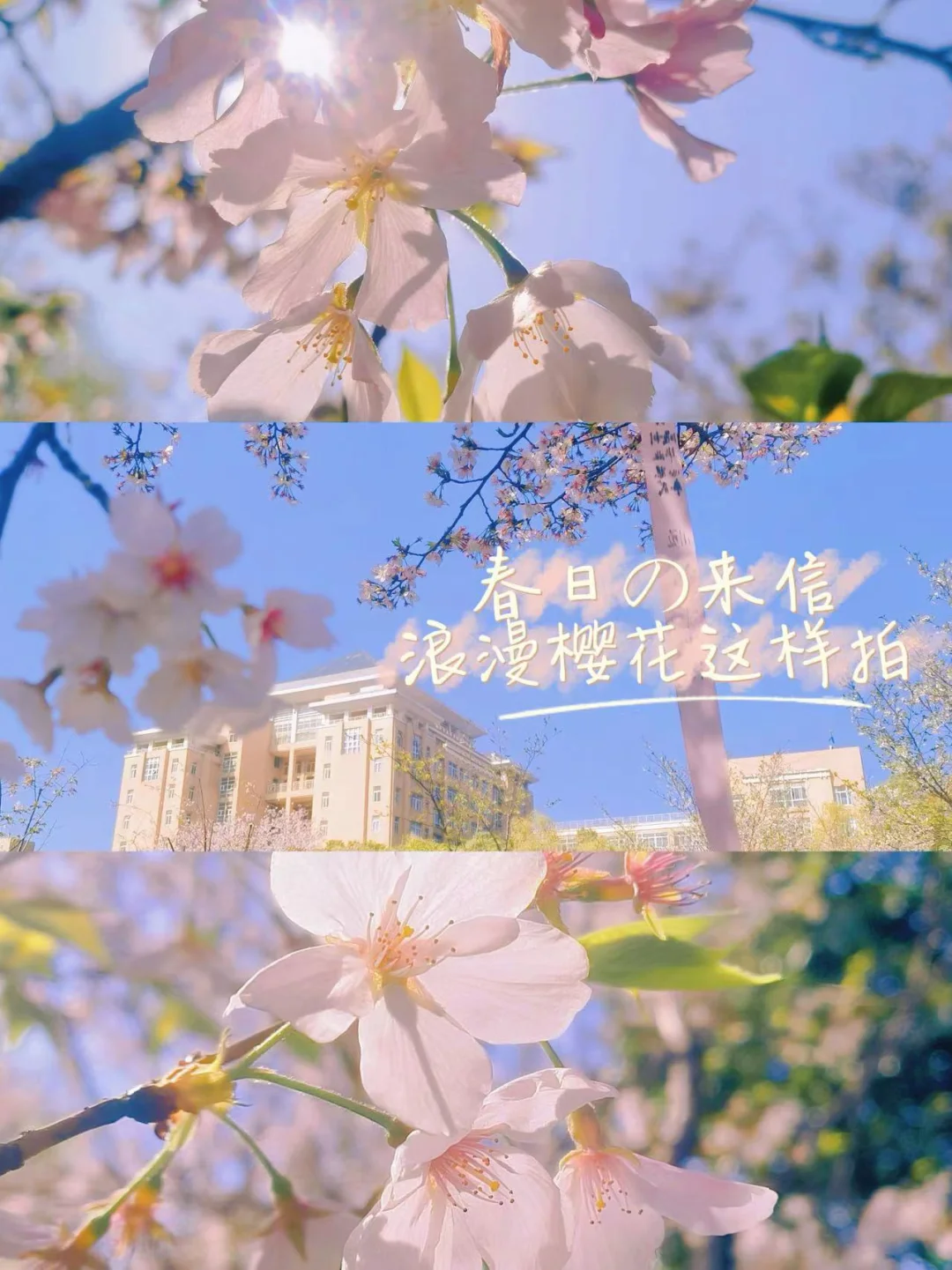 天呐好美❗️手把手教你拍出浪漫樱花大片📷