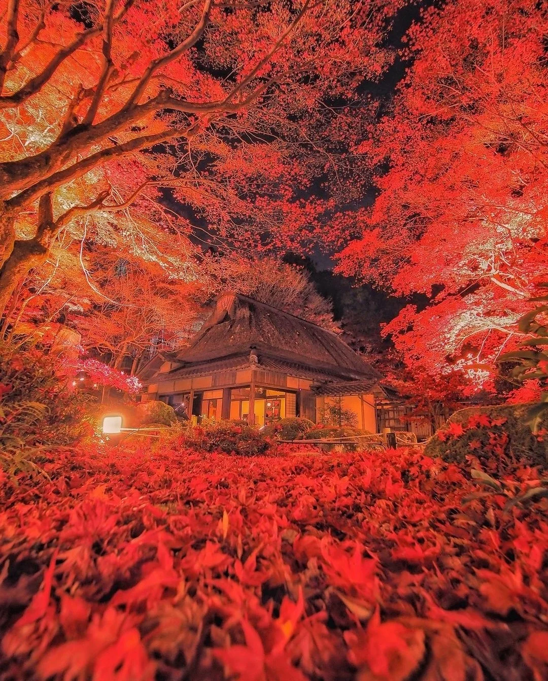 日本滋贺县|在铺天盖地的红叶中听佛说禅