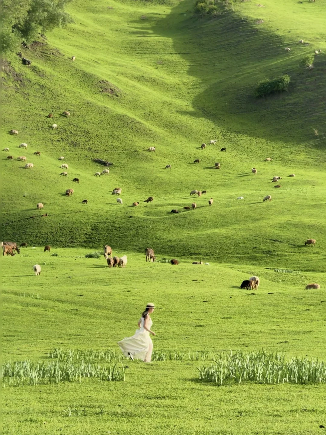 人生live！已经开始期待5月的新疆了🍃～