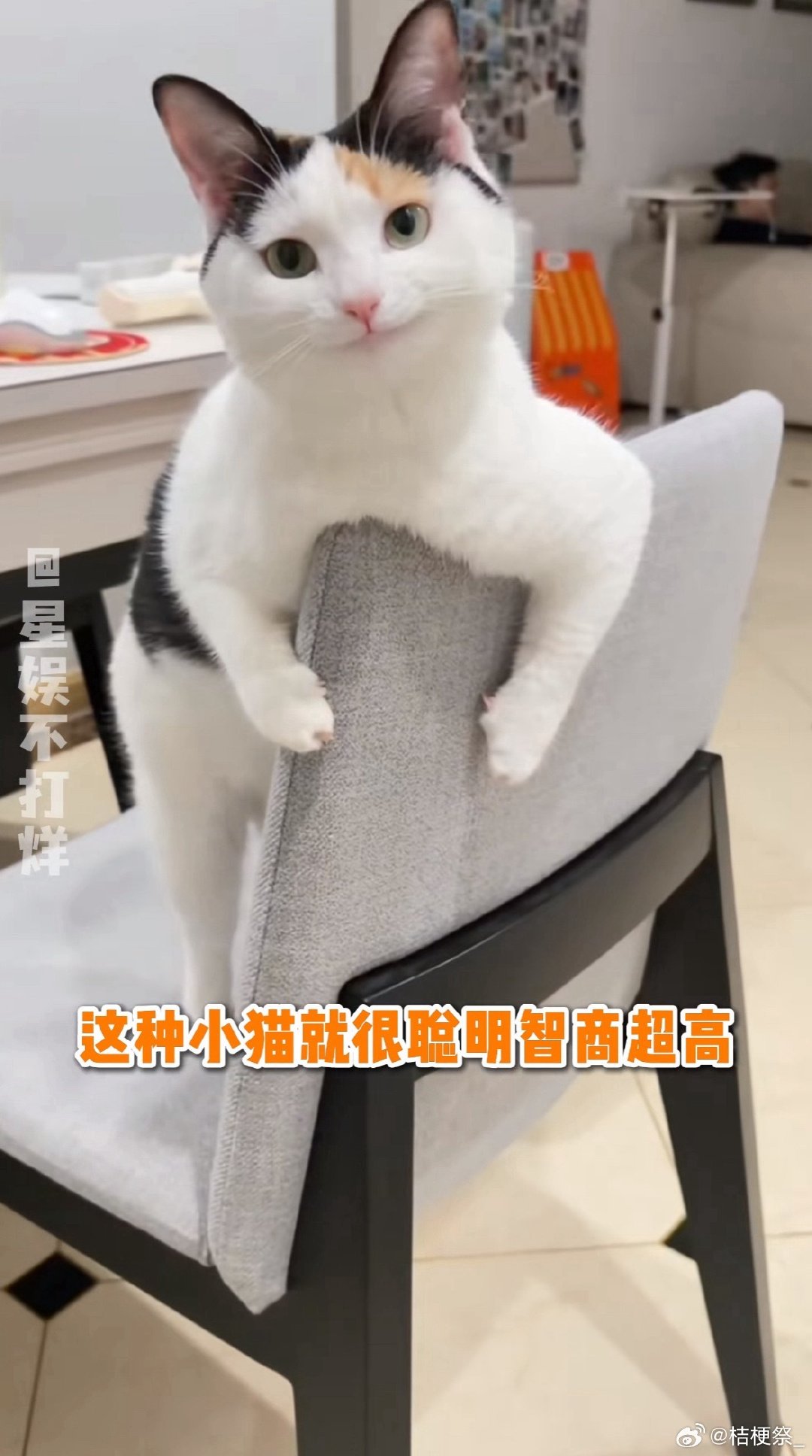 大鱼是奔驰嘴小鱼是突突嘴小十一是严肃嘴 大雷雷是猪 ​