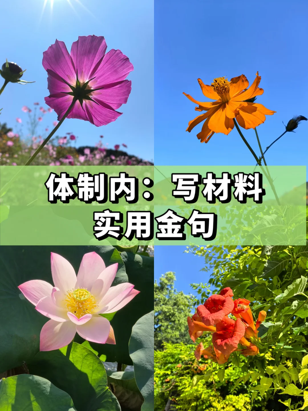体制内：写材料实用金句