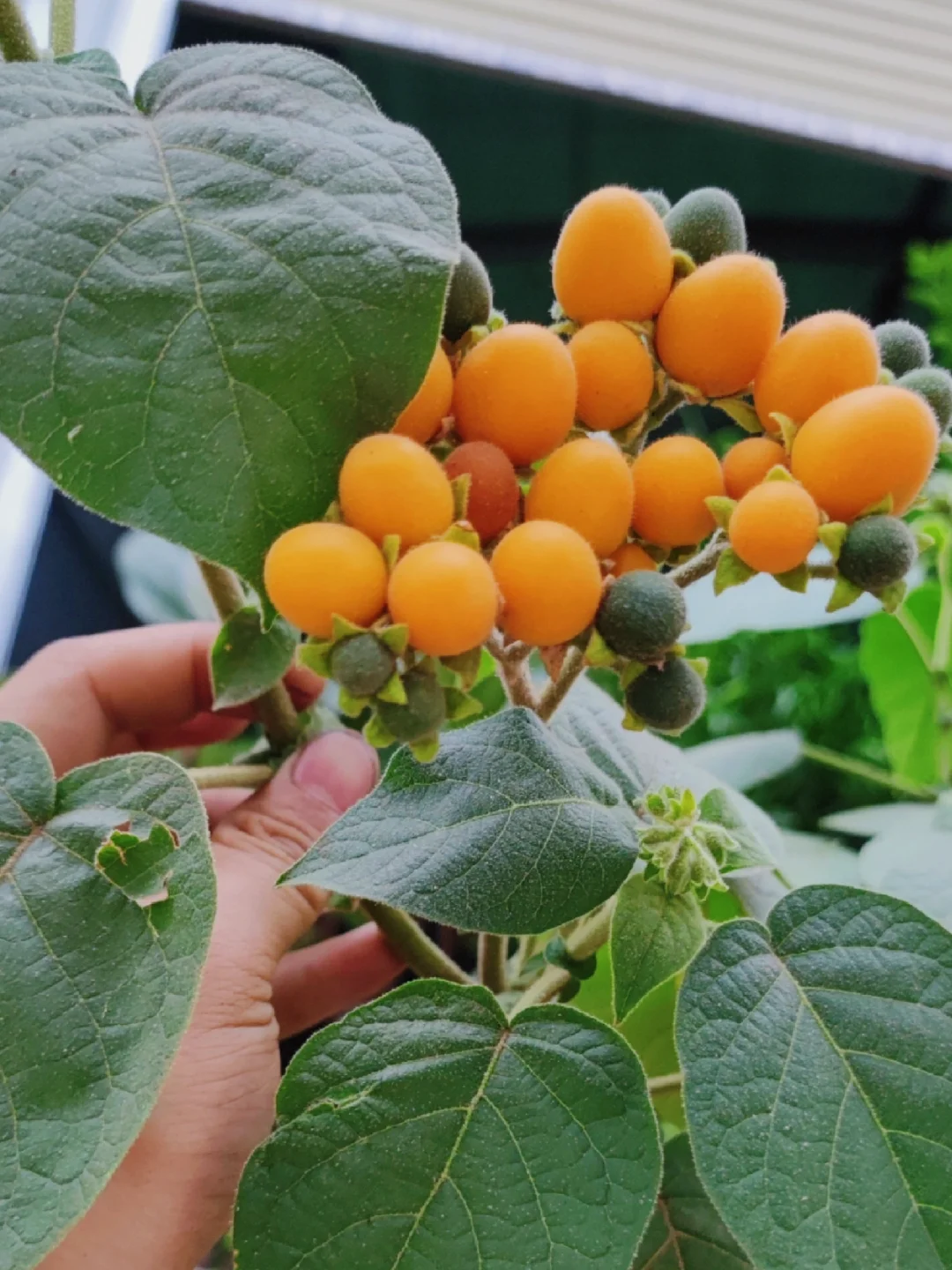 红薯味 小浆果Cyphomandra abutiloides