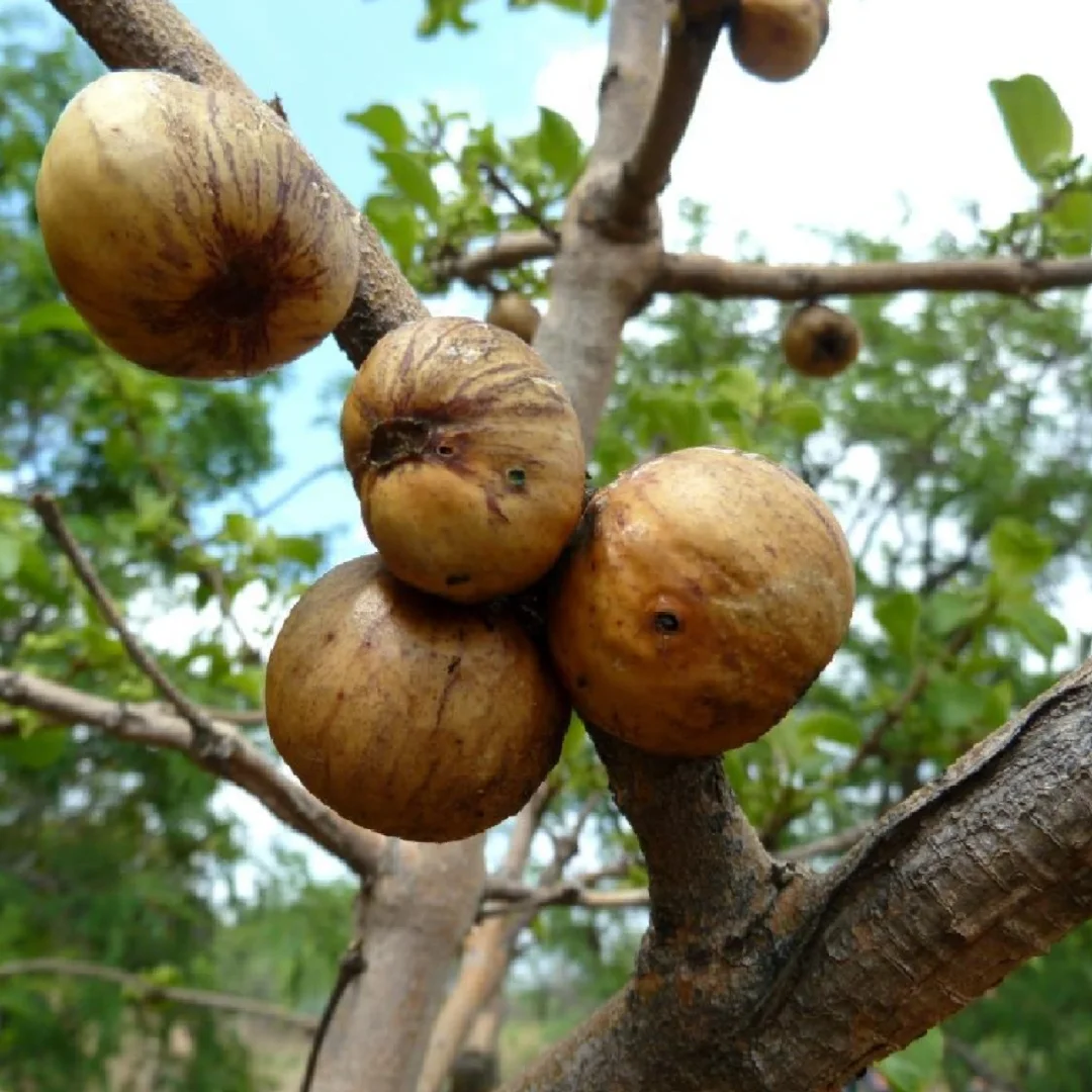非洲水果粮食“淀粉果”Vangueria infausta