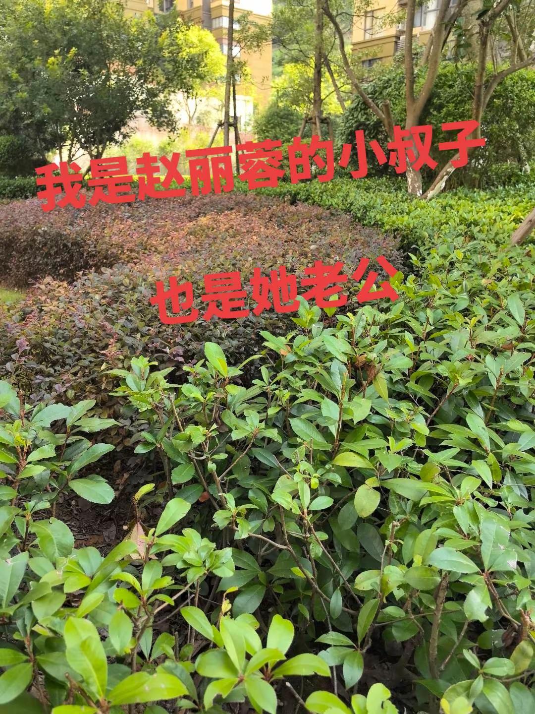 【现场直击： #文班亚马超远三分】这恐怖的射程！加时关键时刻马刺落后3分，文班刚过半场直接出手超远三分扳平分！#NBA季后赛马刺vS雷霆#文班亚马超远三分