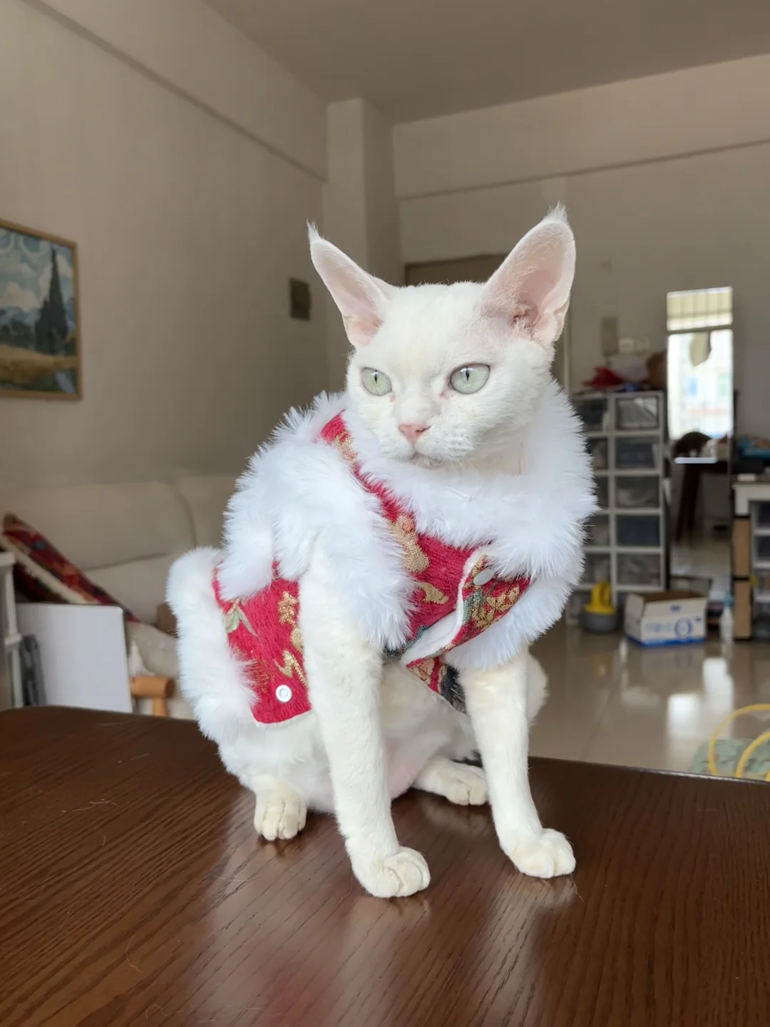 咪过年穿这身可以获得姨姨们的红包吗？