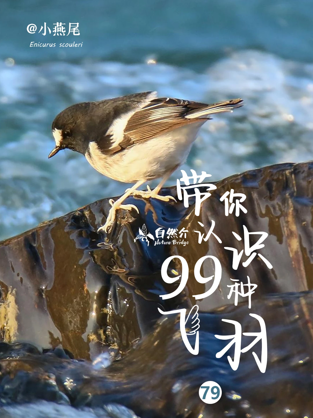 带你认识99种飞羽