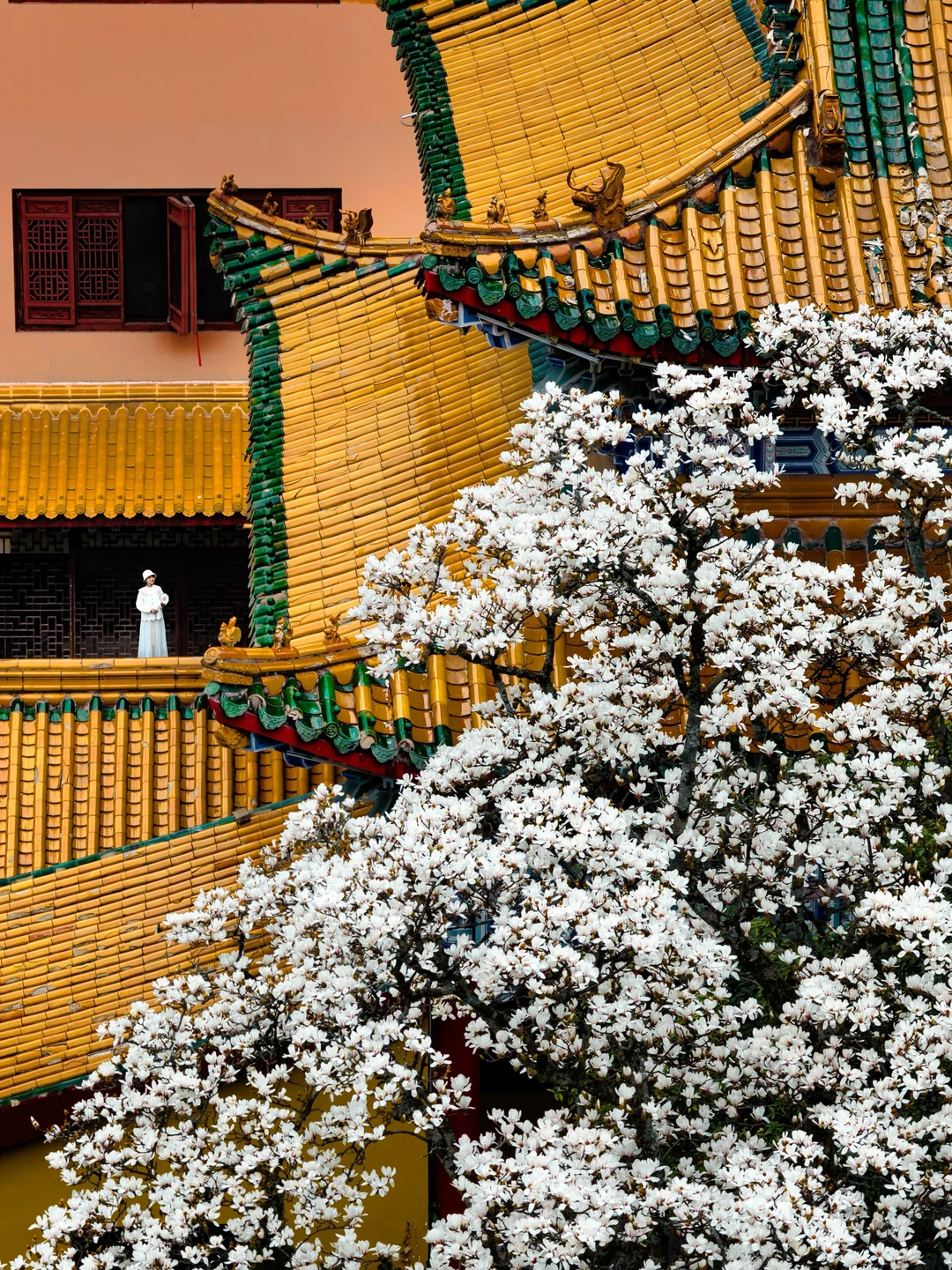 今日实拍！以为法喜寺玉兰够美了直到去了这