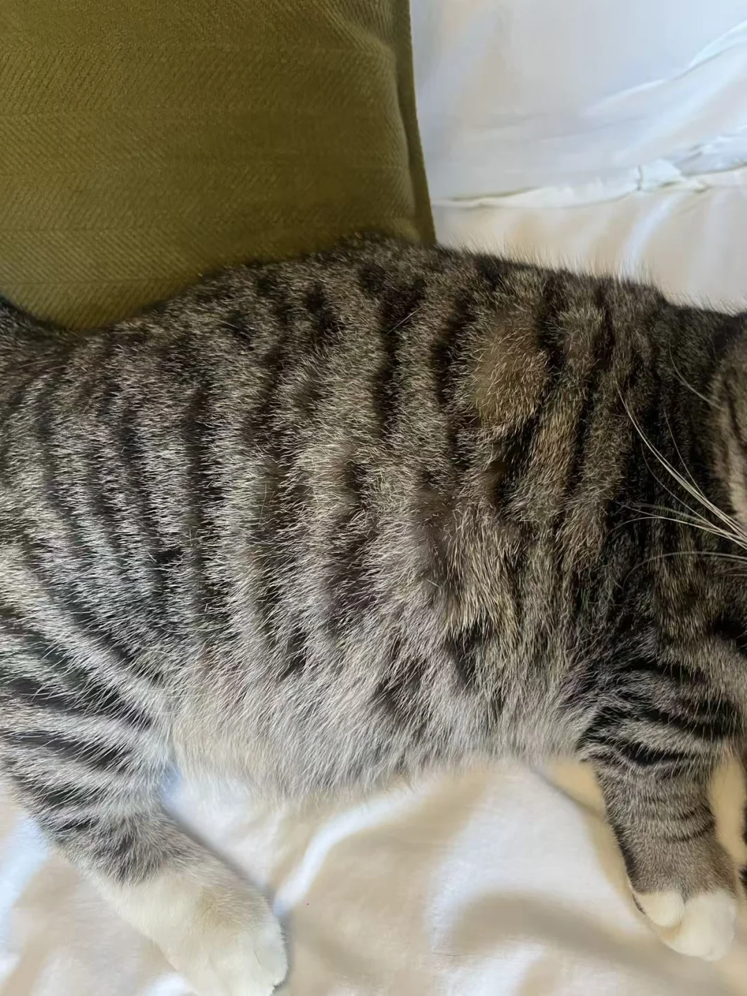 养猫家庭换季到底怎么做