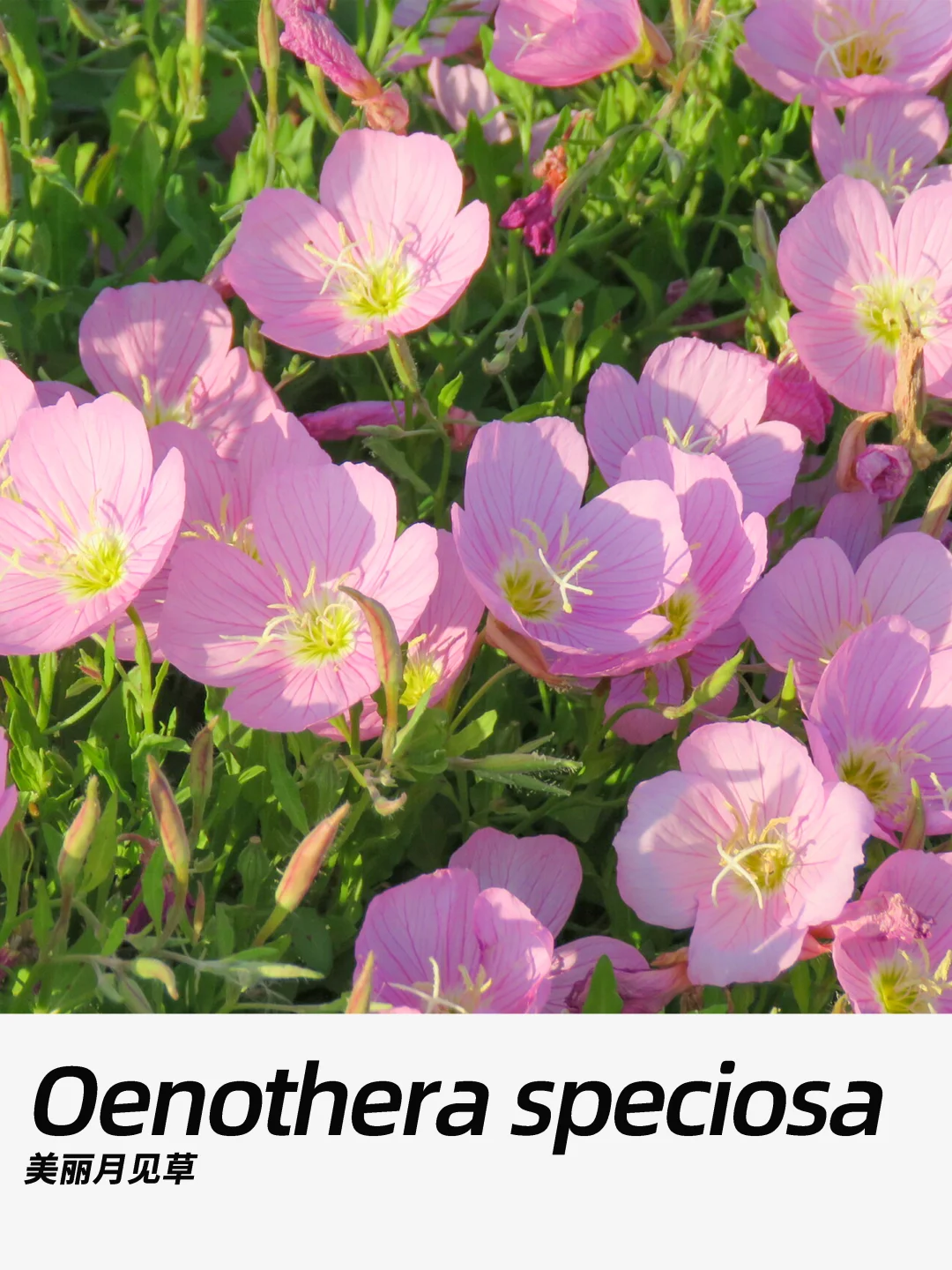 带你每天认识一种花材459｜美丽月见草