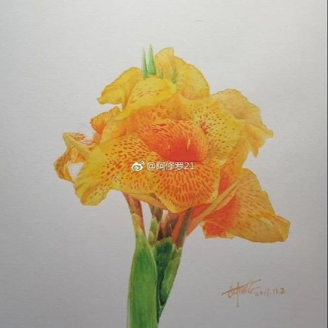 水彩，美人蕉。 宝虹+史明克大师。