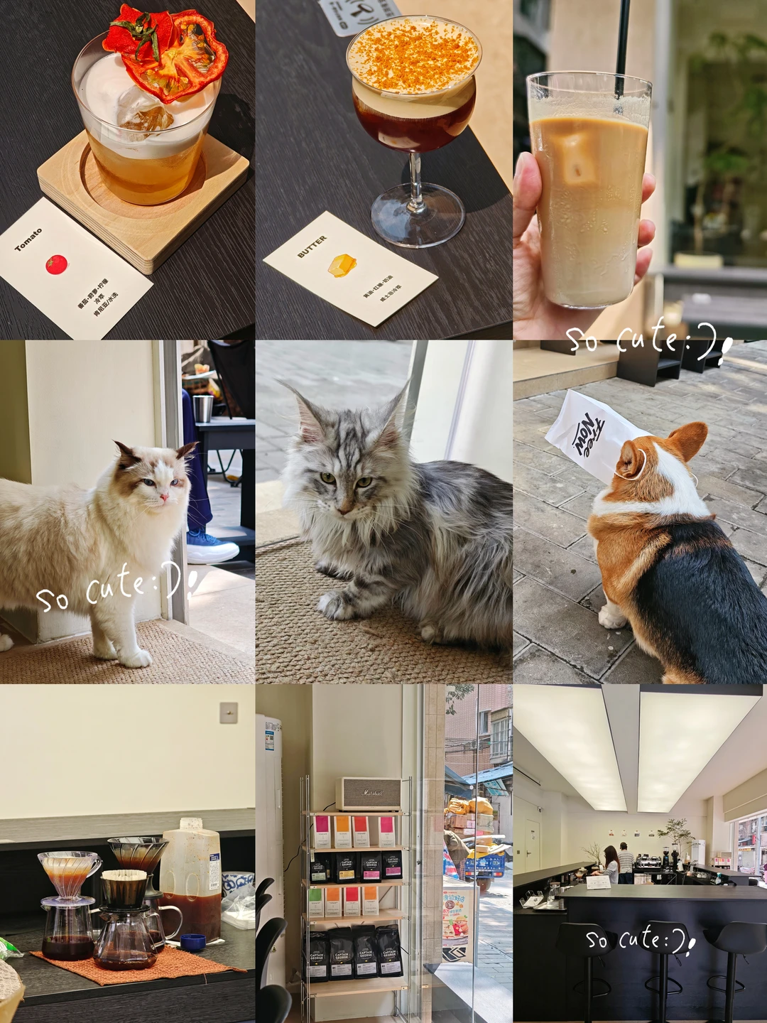 广州陈家祠｜藏在社区里的猫狗咖啡店🐶
