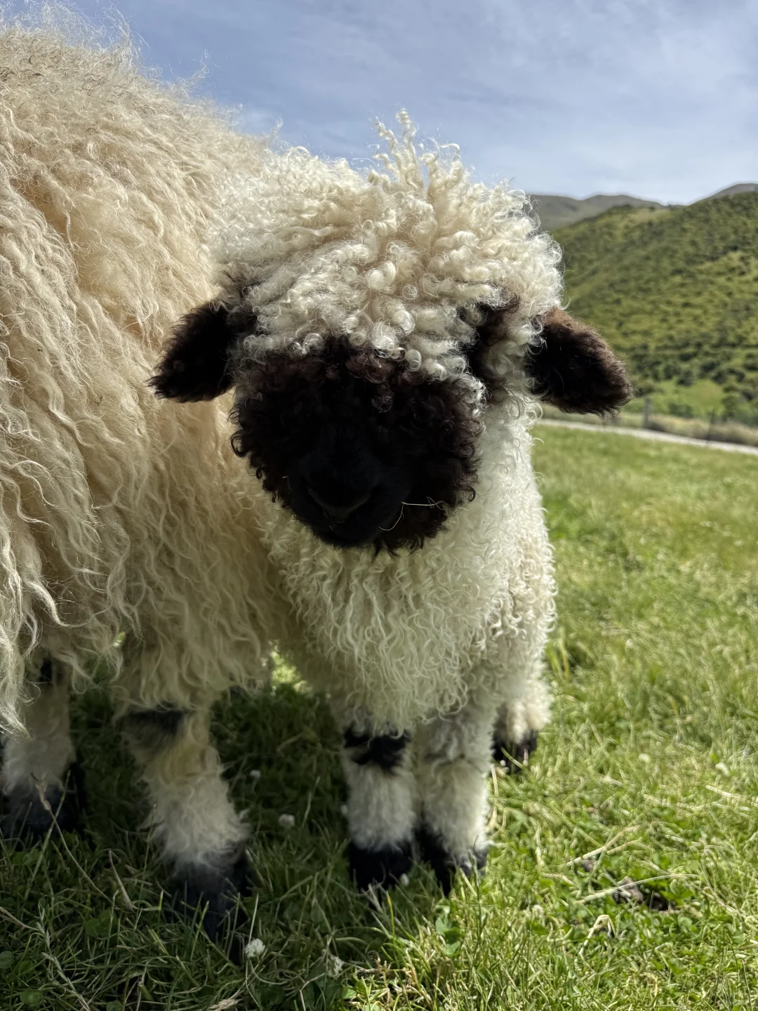 看到现实版“小羊肖恩”啦🇳🇿 太可爱噜