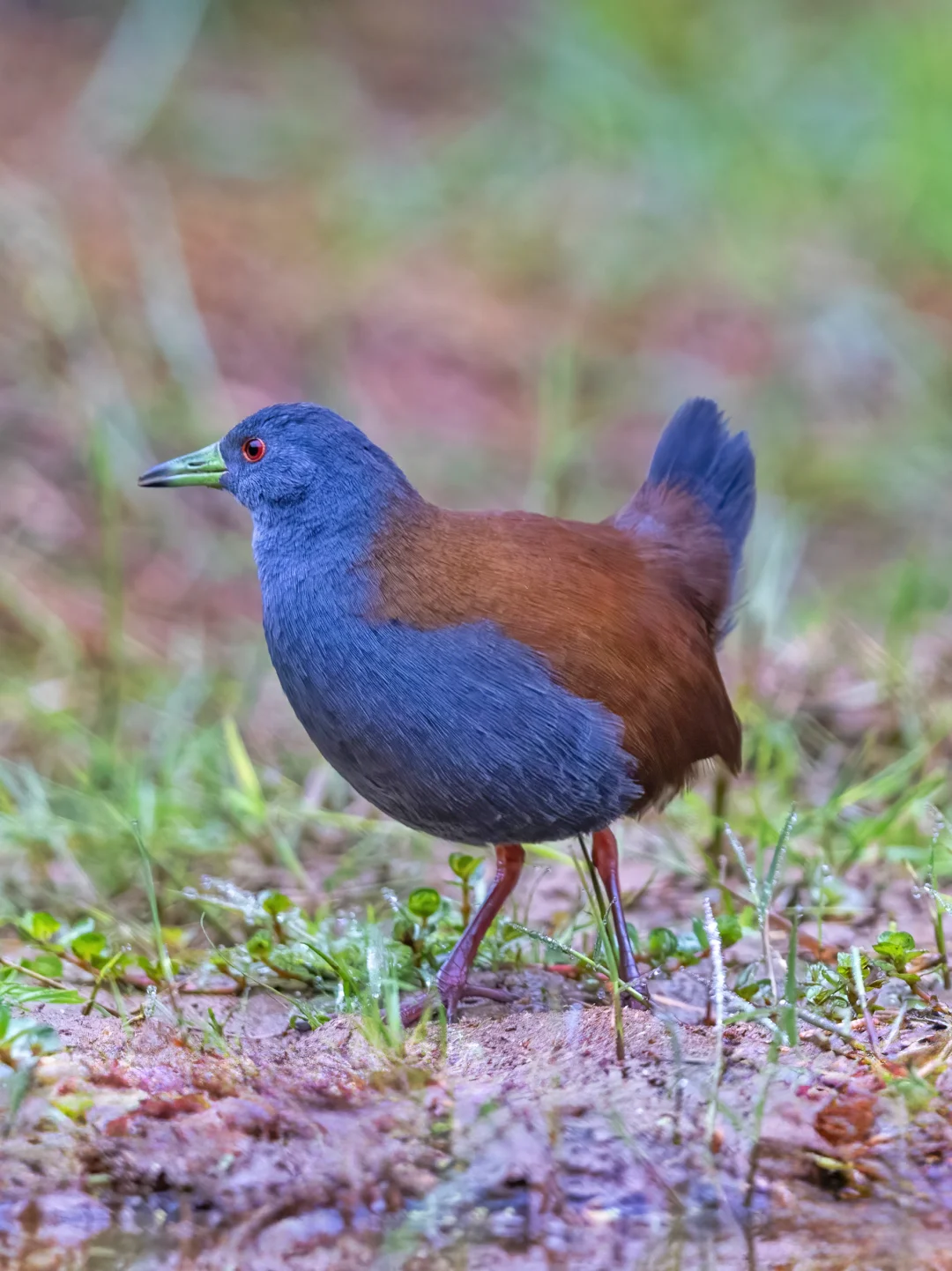 两只隐匿的棕背田鸡趁天没亮出来觅食