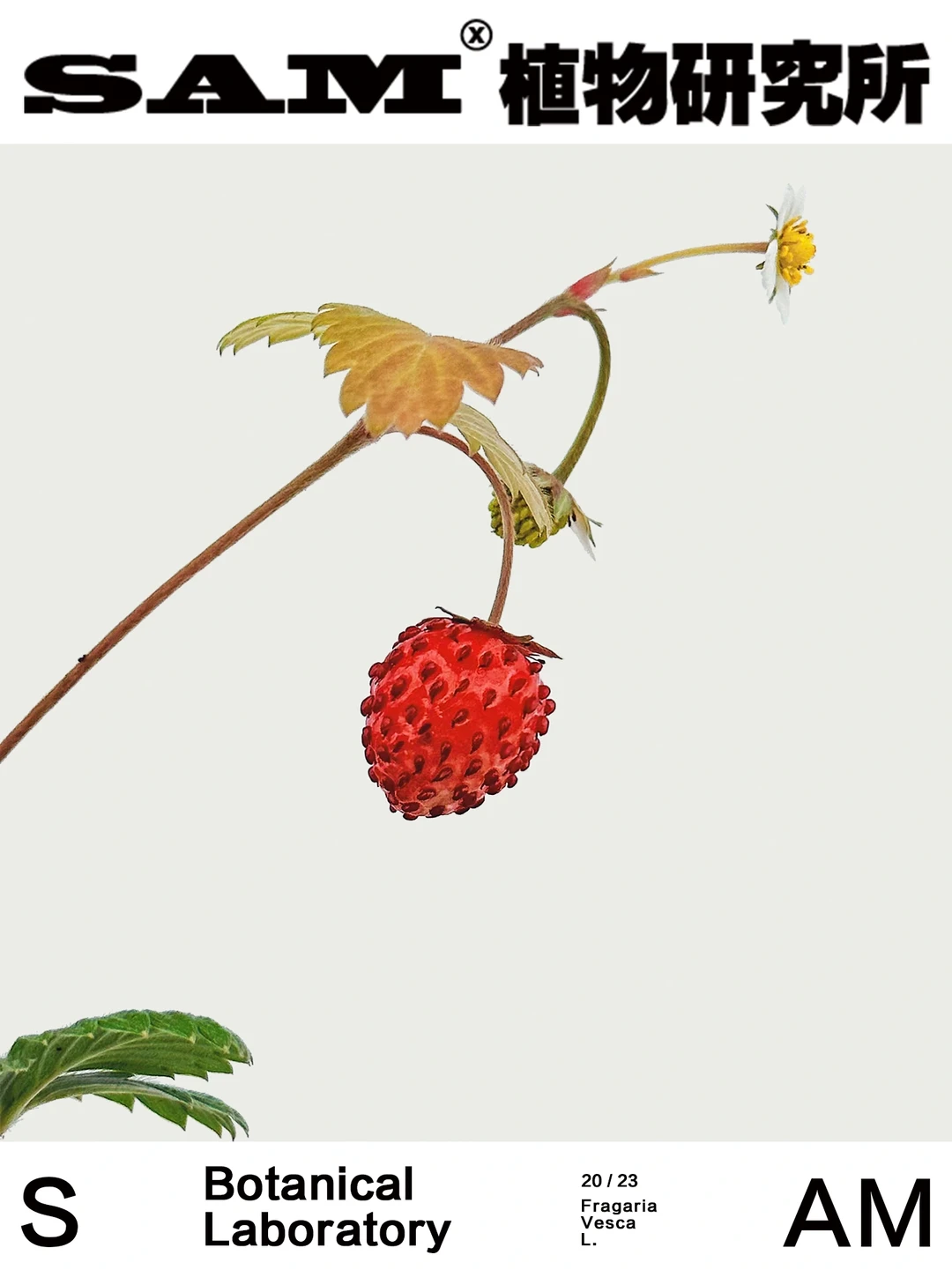 森林草莓｜Fragaria Vesca L.