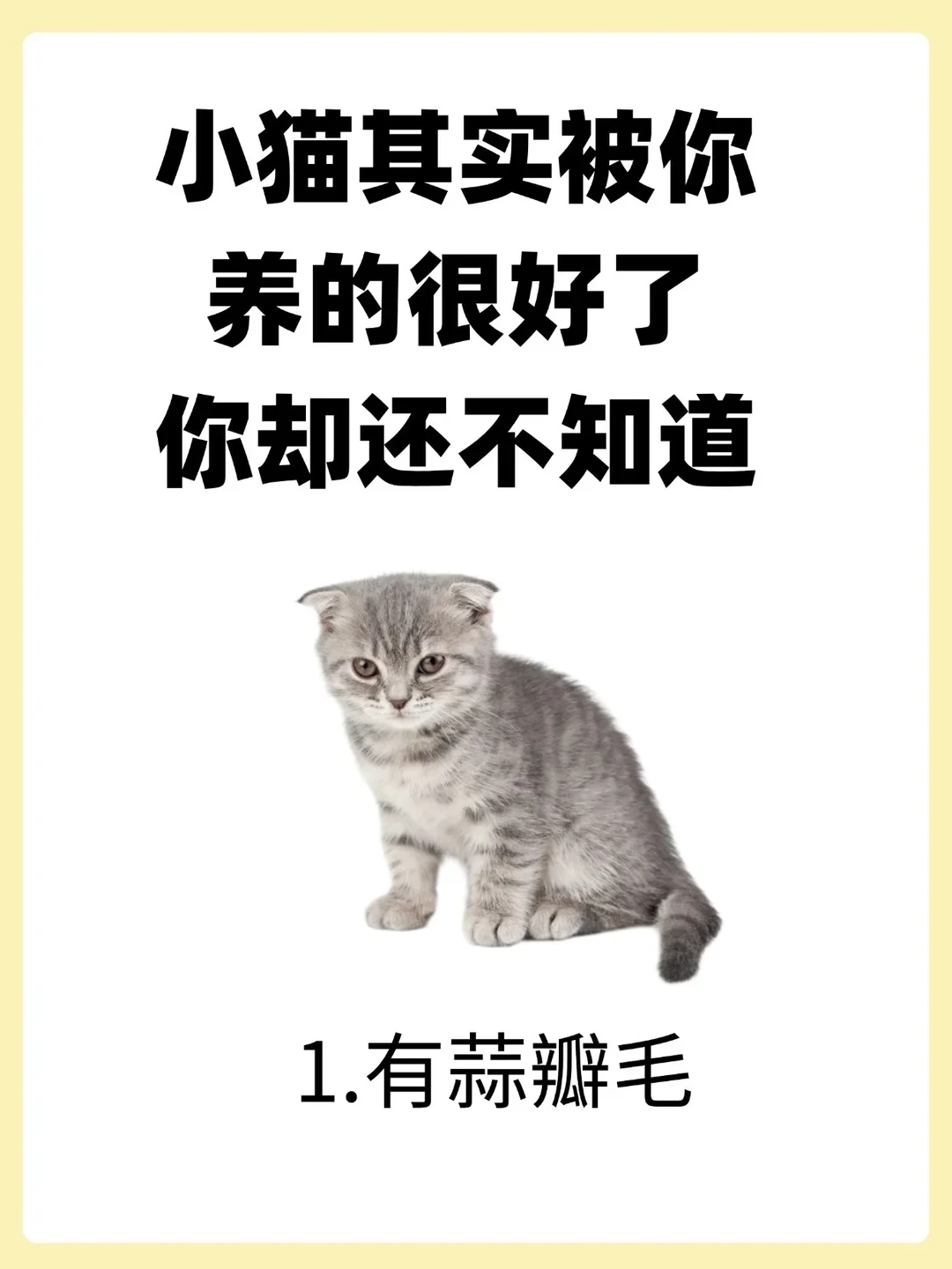 小猫其实被你养的很好了