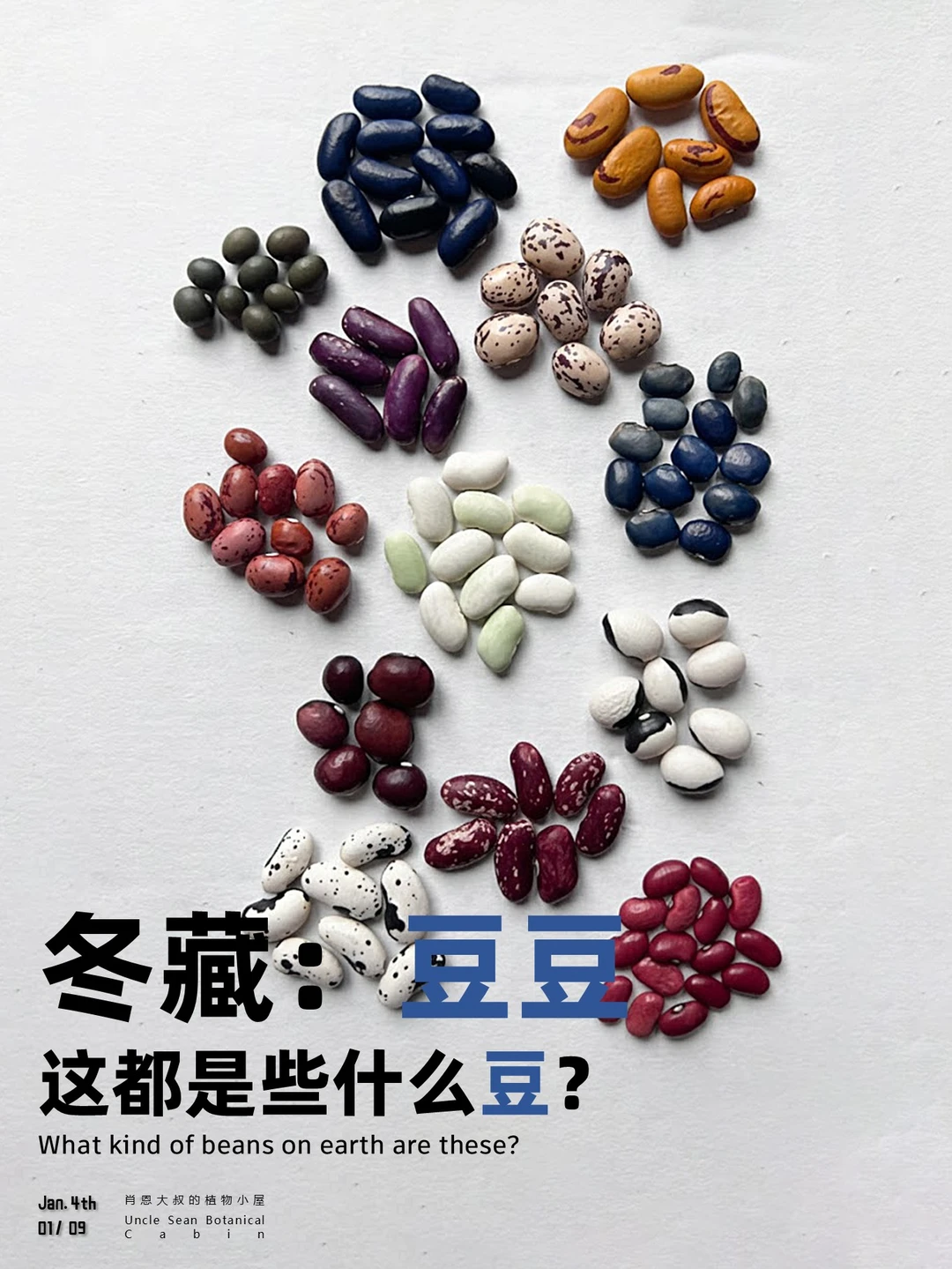 你永远不知道外国人对豆子由多么狂热🌱