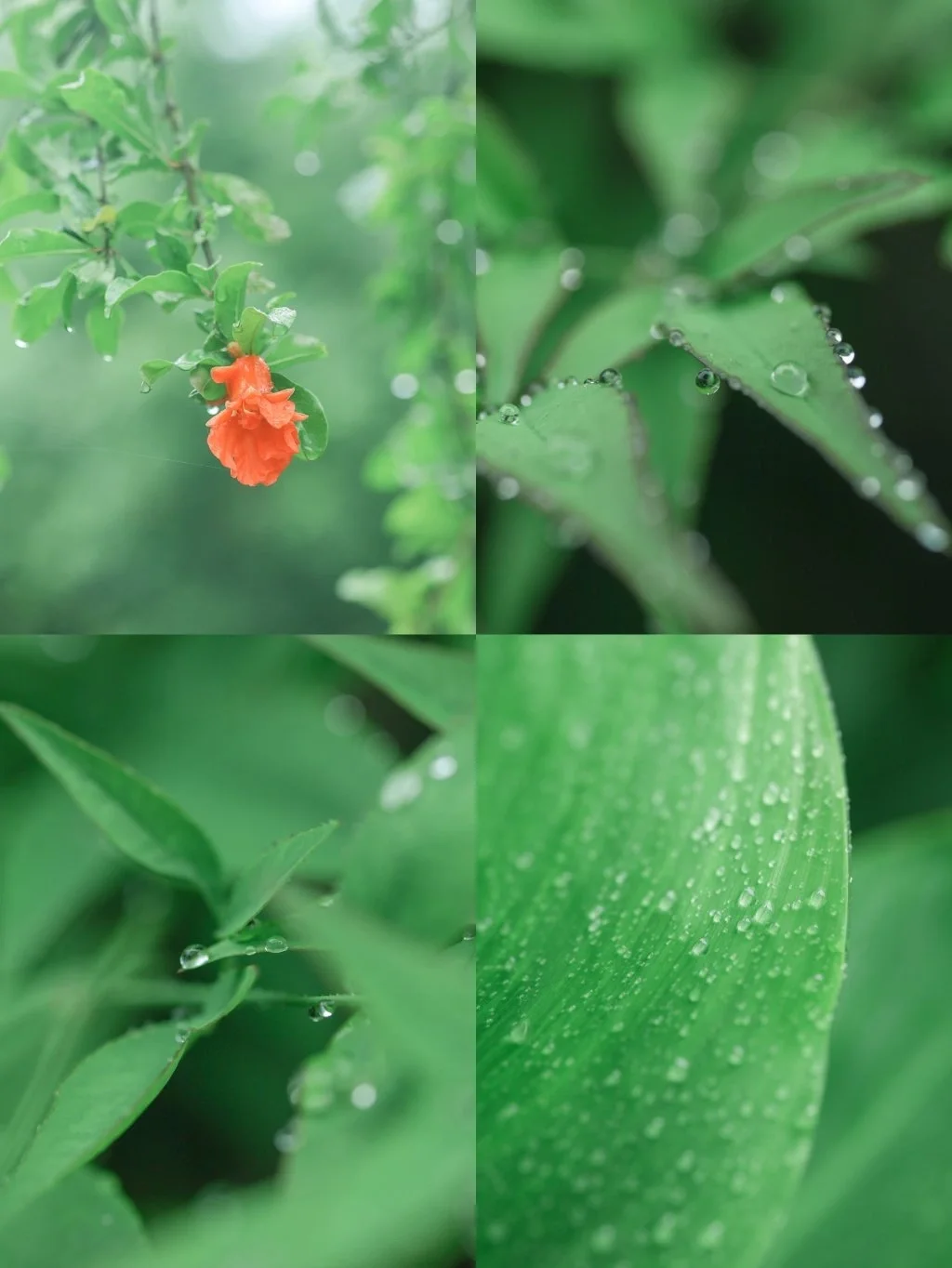 私藏薄荷绿滤镜，雨天这样调色绝绝子❗️