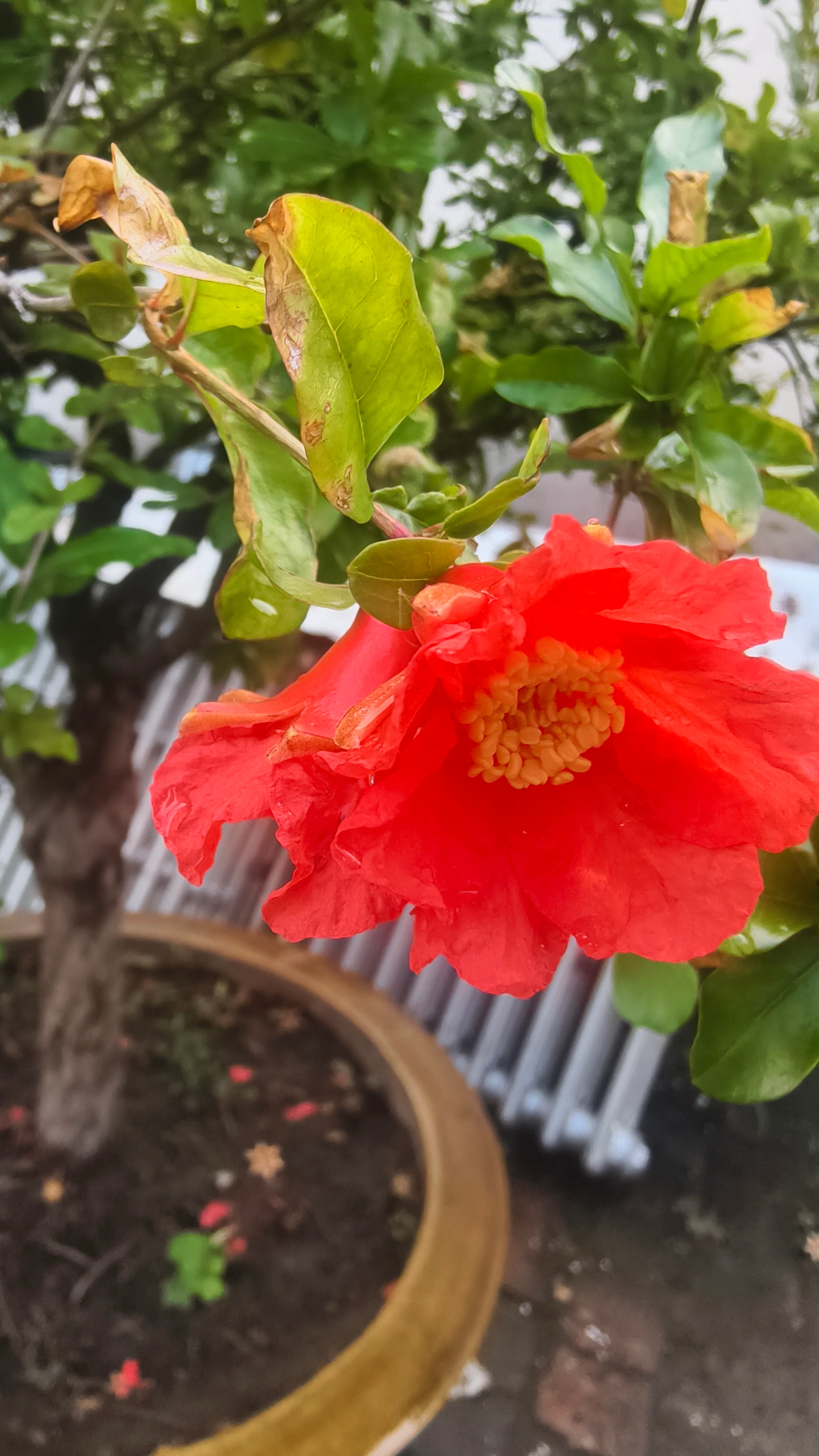仙人掌和石榴开花！ ​​​