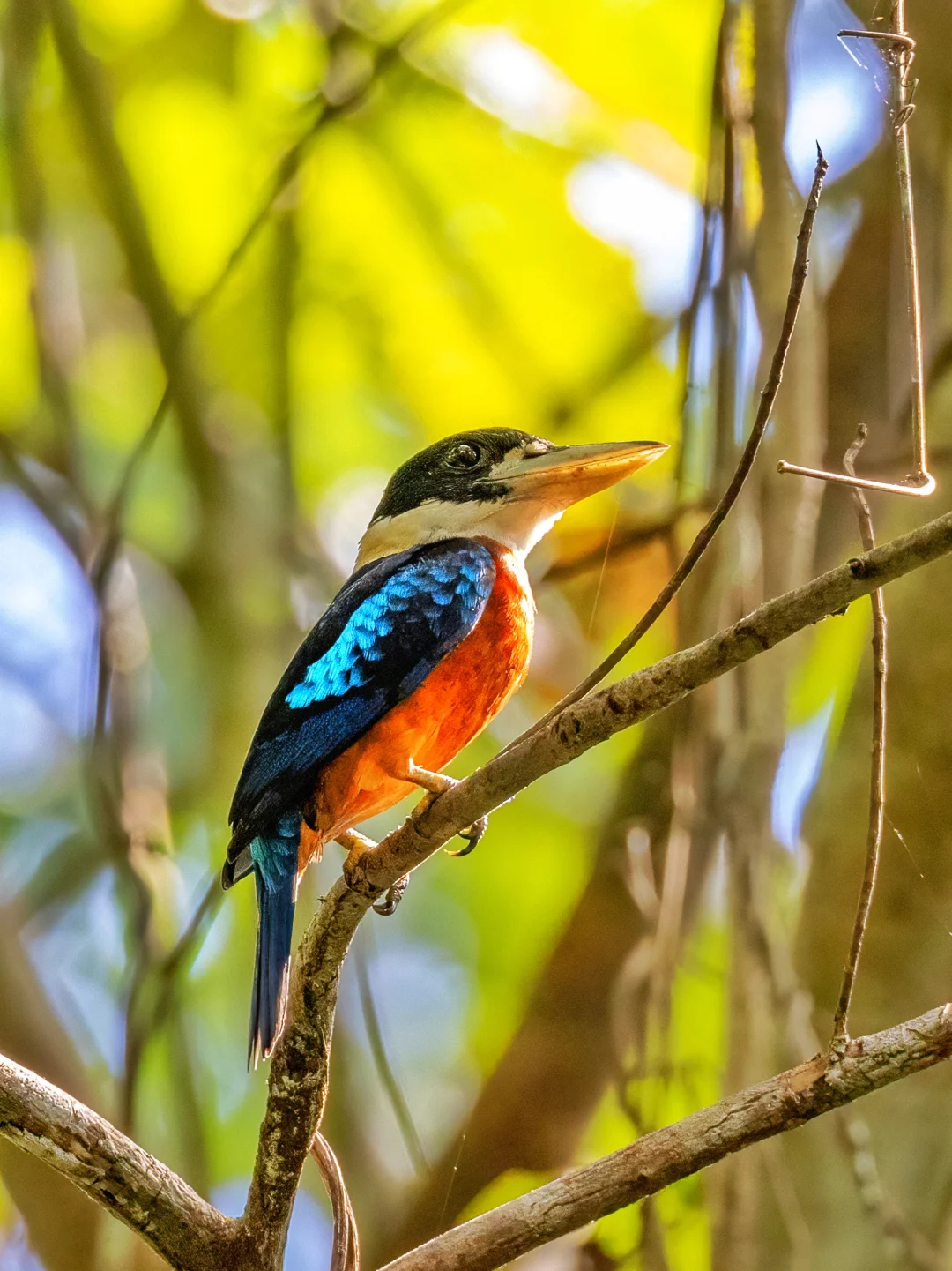 独特而吵闹的棕腹笑翠鸟