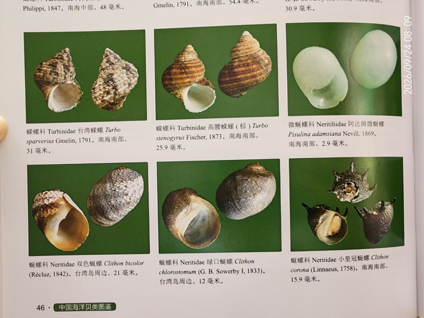 [贝壳识别]虎斑蝾螺、奇异蝾螺、美丽蝾螺、虚线蝾螺、圆蝾螺、史密斯蝾螺台湾蝾螺、高腰蝾螺。这几种很像，都是绿色棕色。如果捡了一个，该如何判断。DeepSeek

答：面对这八种绿色和棕色系的蝾螺，确实很容易混淆。我为你整理了一份实用的鉴别指南，只要抓住几个关键特征，就能帮你理清思路。

🐚  ​