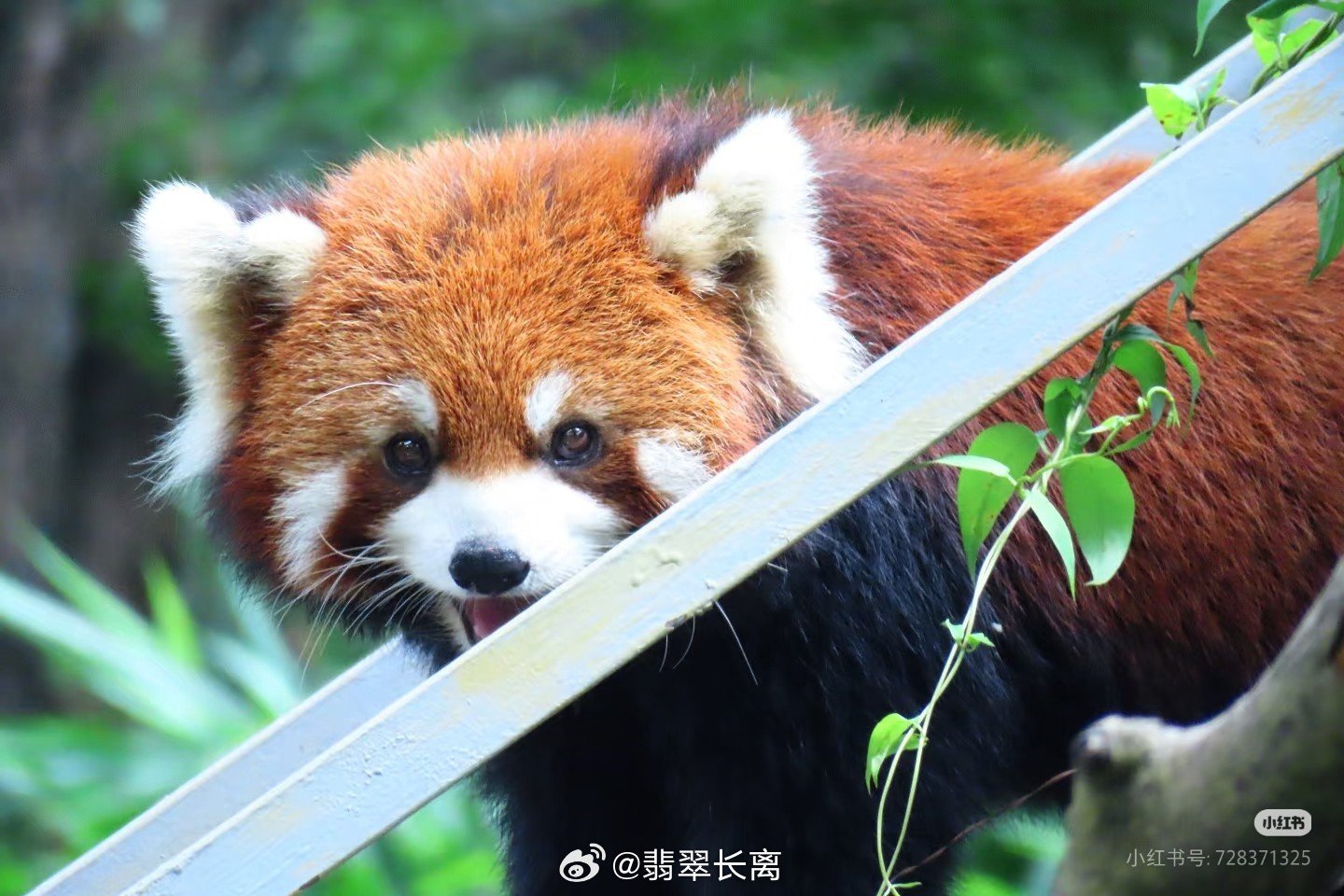 小熊猫霈霈（约2021年-2026.07.27）生前影像：
今年全国各地动物园，都有不少小能去了能星球，只留下了音容笑貌…… ​