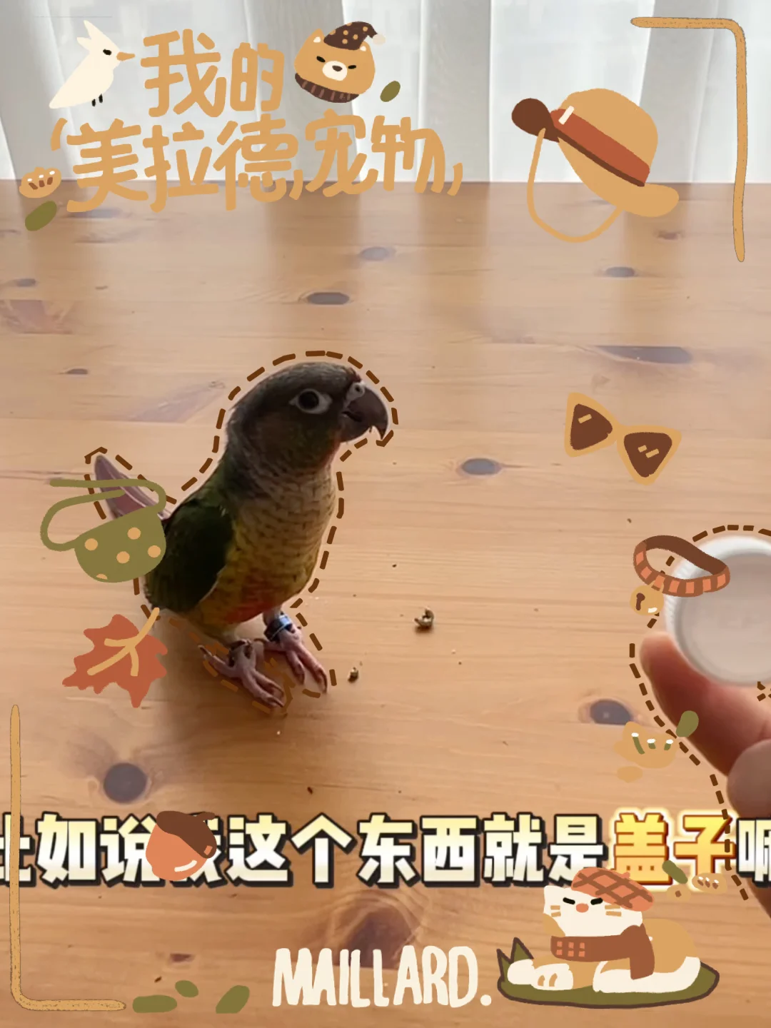没瓜系日记🦜 | 小太阳巡回物品教学🦴