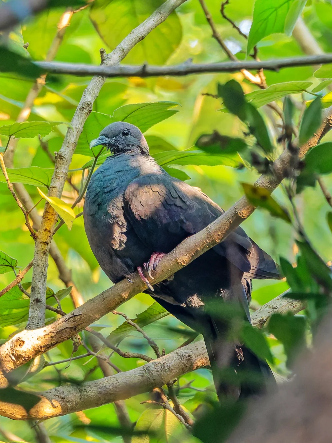 跨越1200公里去推了黑林鸽