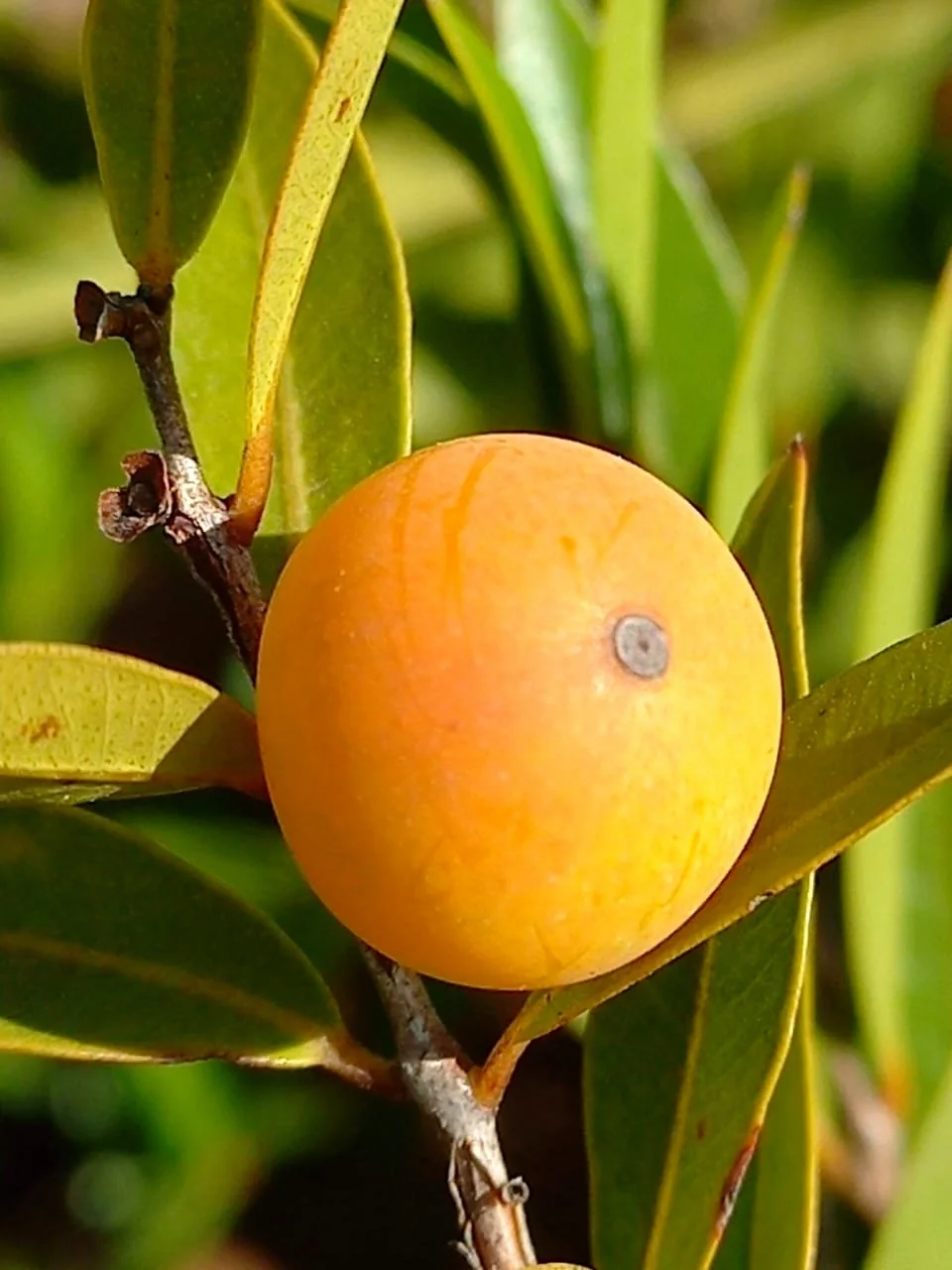 塞拉多沙漠浆果～Myrciaria sp."Rasteria"