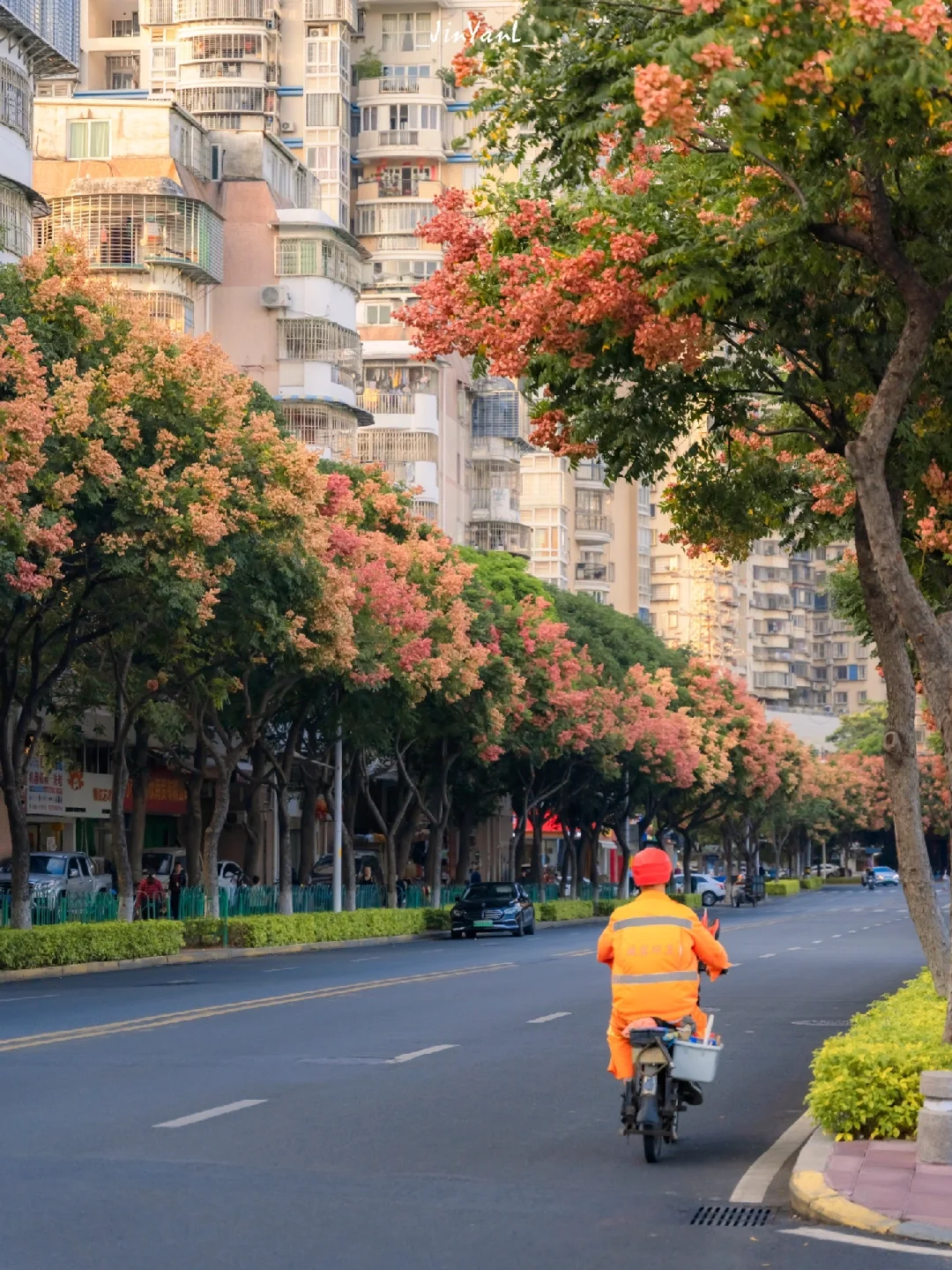 厦门｜栾树无疑是闯进今秋浪漫顶流的黑马🍂