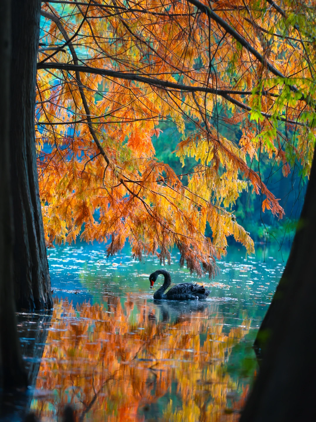 我宣布‼️没有一个城市比南京更懂得秋天