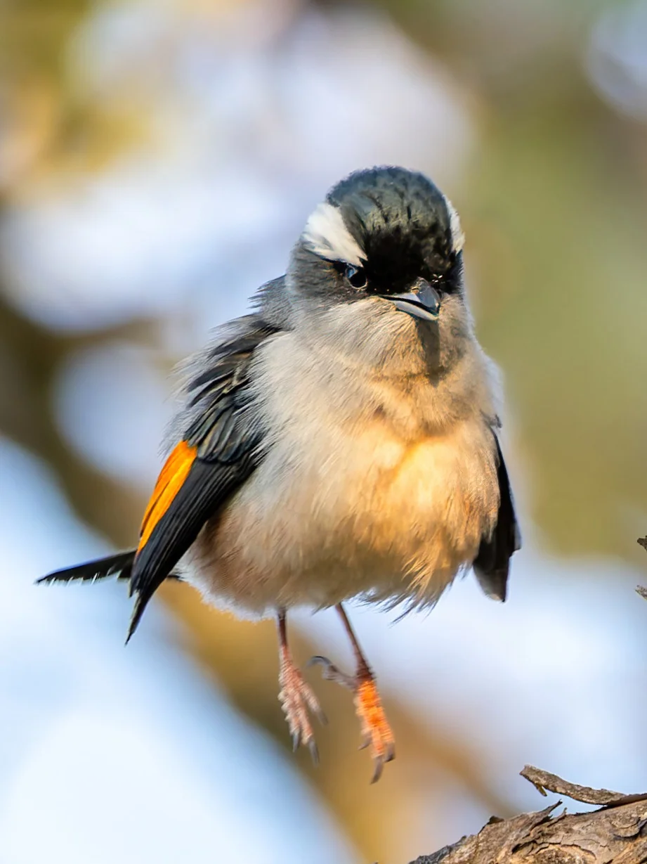 看我红翅鵙鹛宝宝一跳！