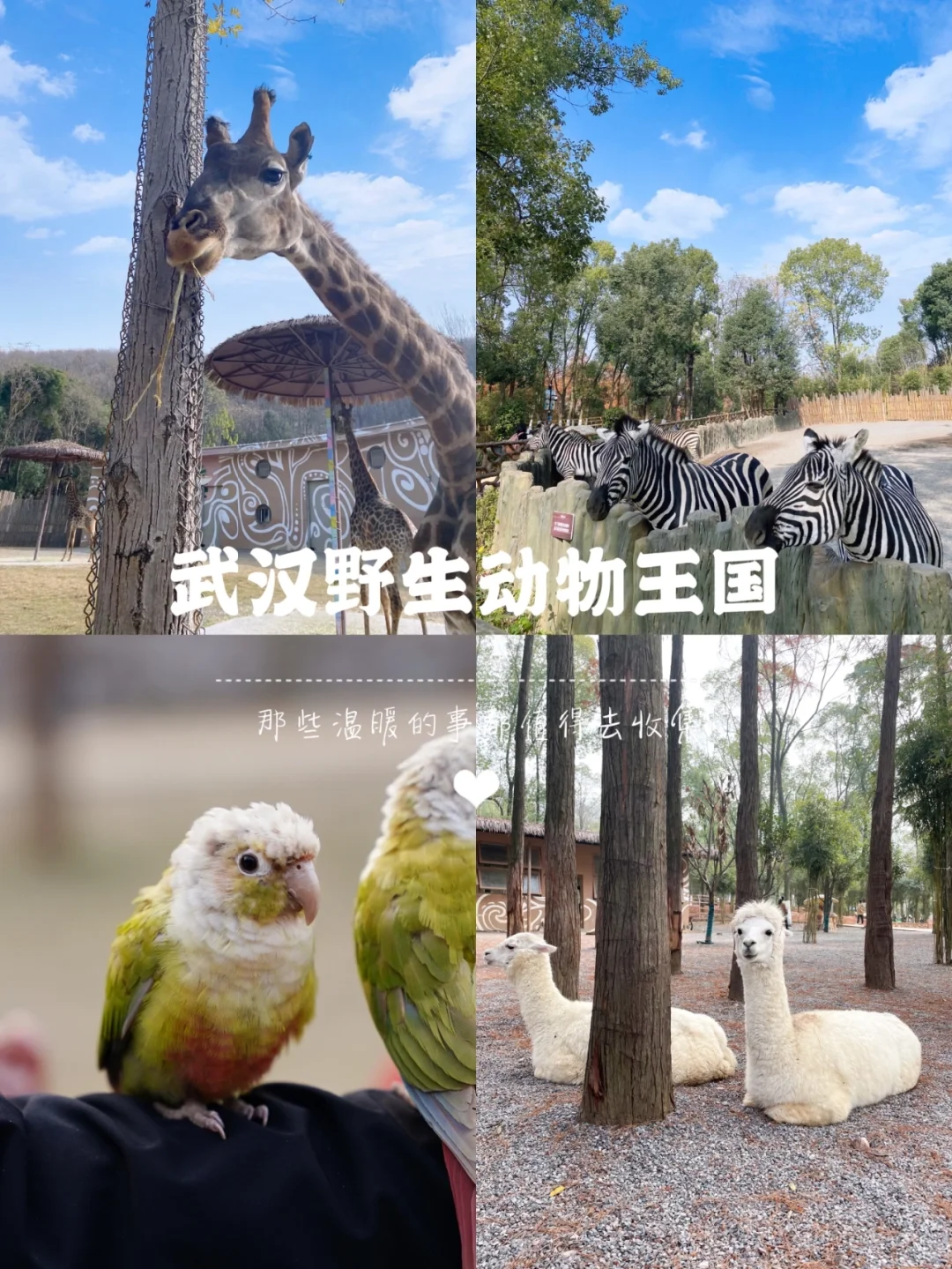 武汉野生动物王国|带娃游玩超详细攻略❗