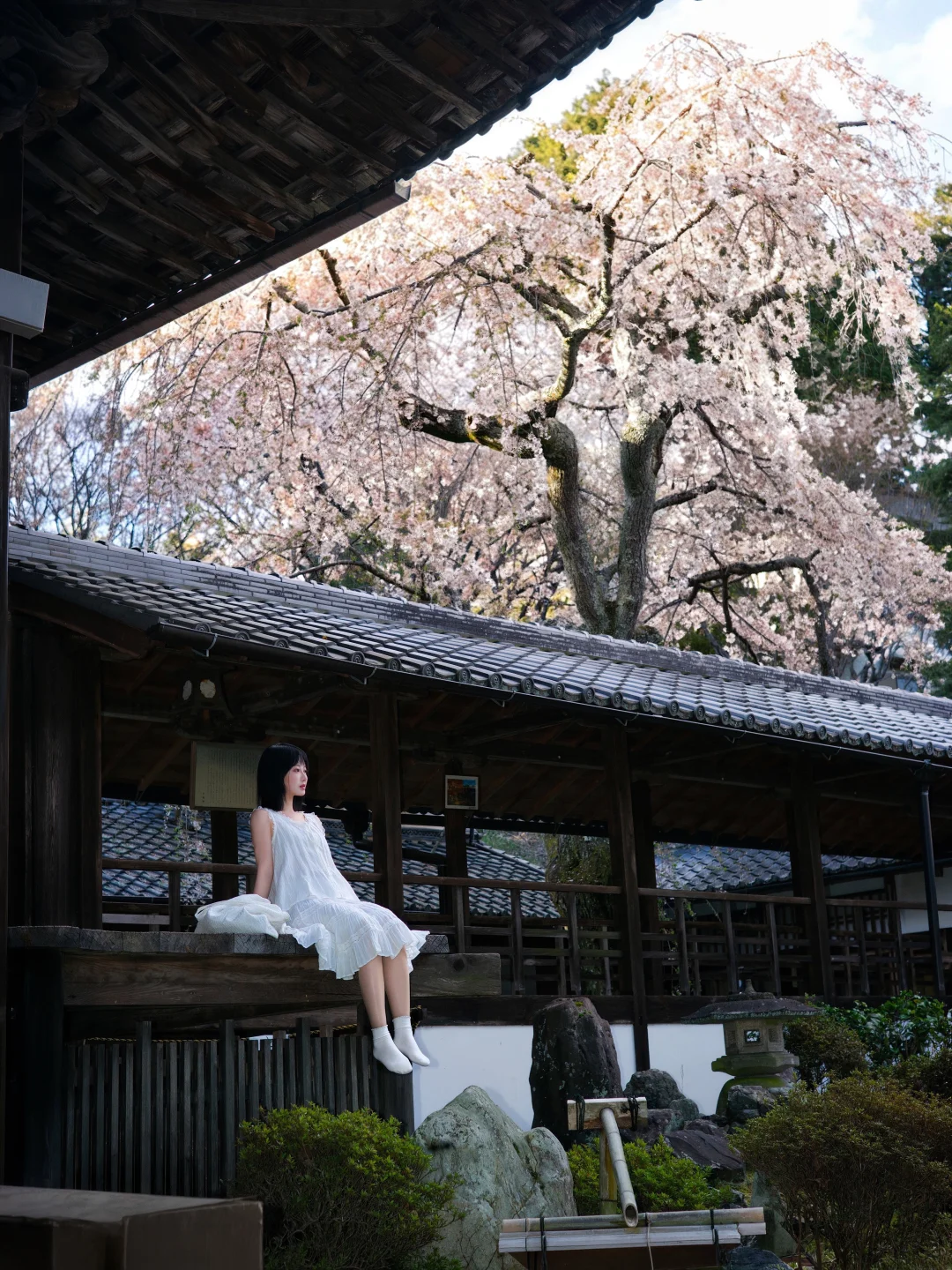 22岁那年的春天🍃我站在京都巨大的樱花树下