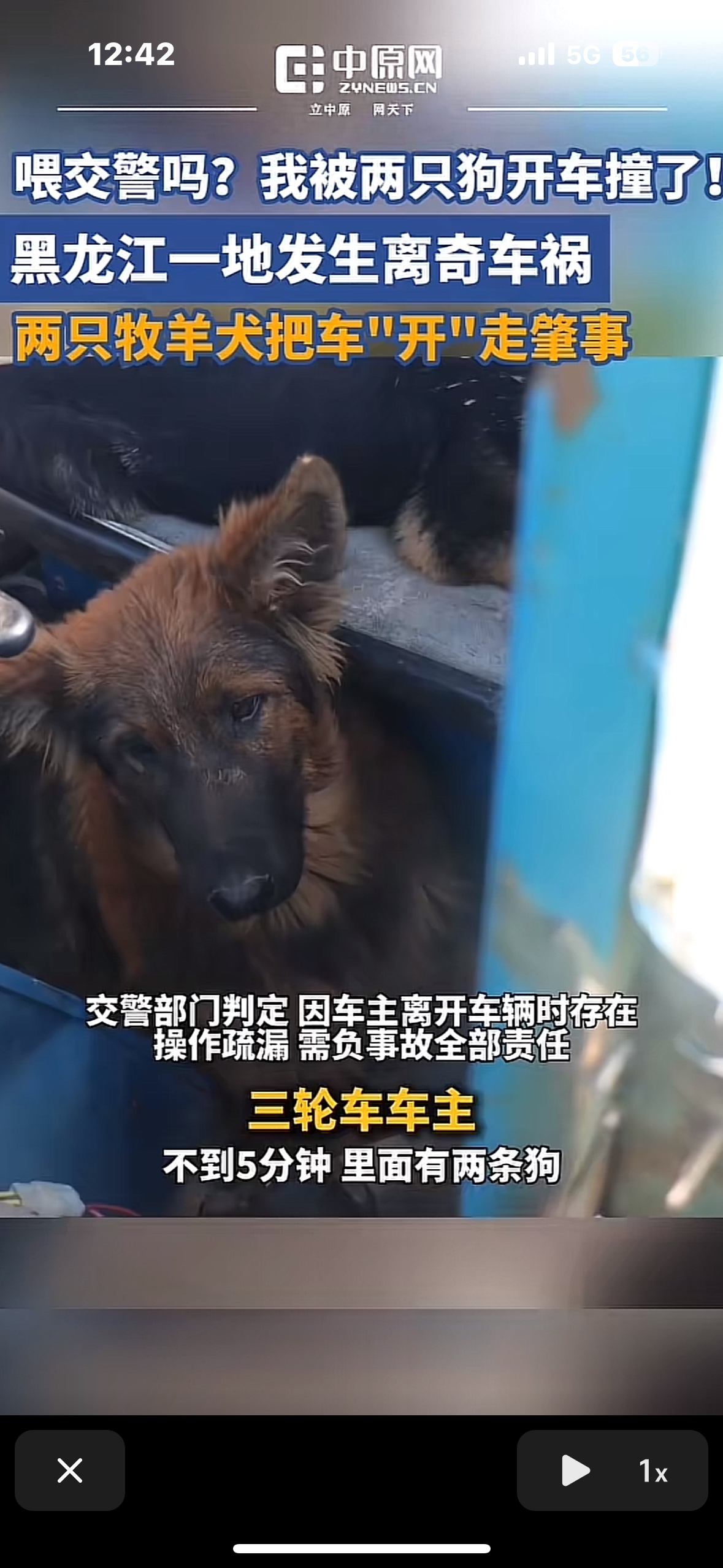 黑龙江离奇车祸， 两只牧羊犬把车开走肇事。 交警部门判断因车主离开车辆...