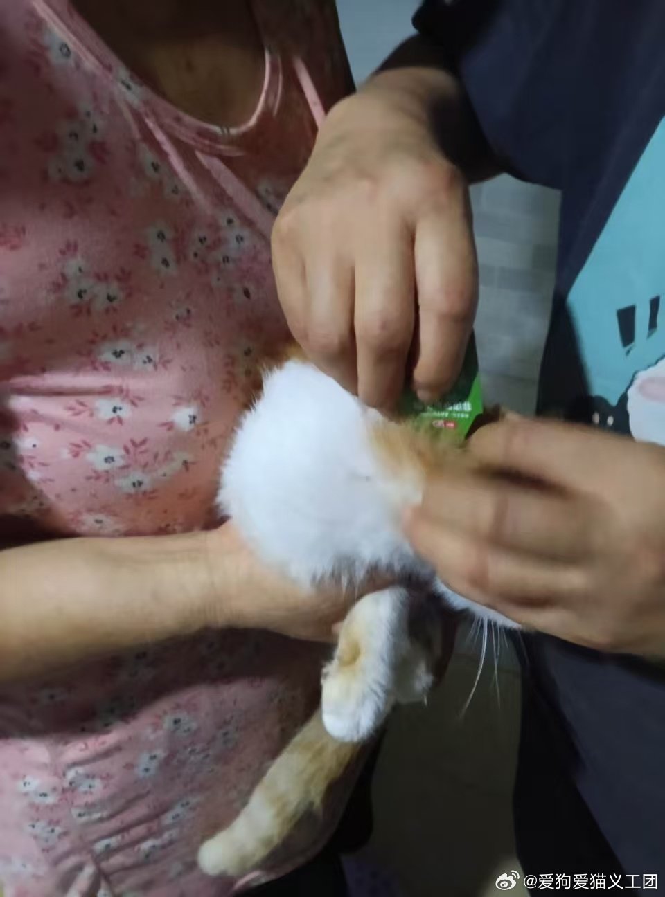 小院毛孩子众多，阿姨坚持定期给它们做驱虫。
小动物多，驱虫格外重要，驱虫+疫苗，是守护毛孩子健康必不可少的两道防线🐾 ​