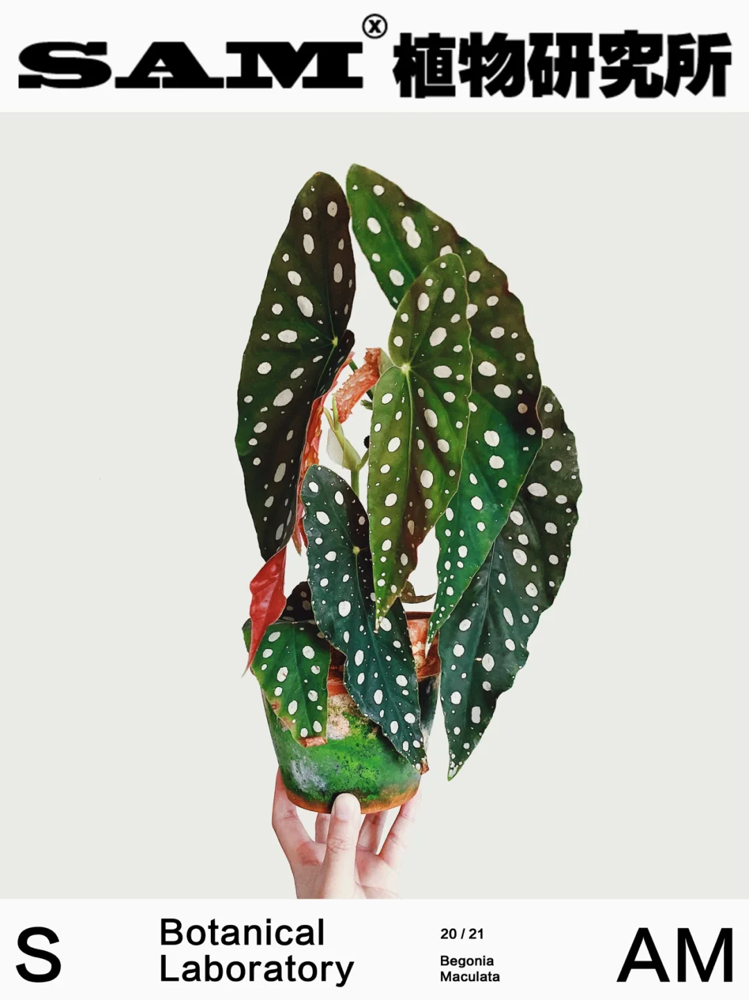 鳟鱼秋海棠｜Begonia maculata