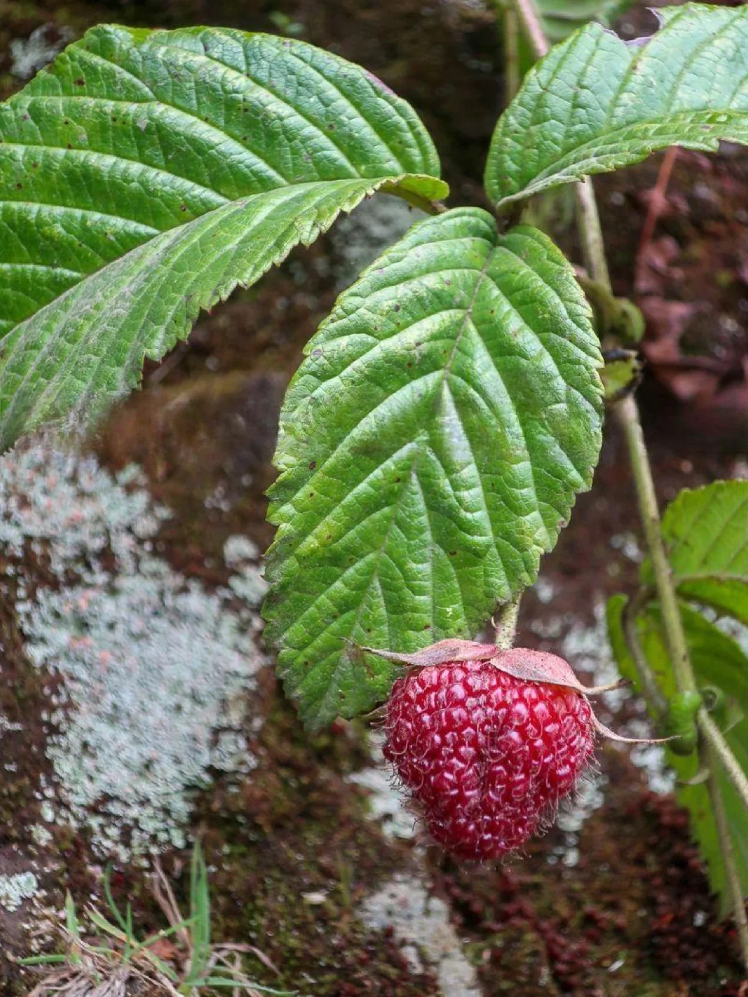 美味浆果～安第斯山莓Rubus glaucus