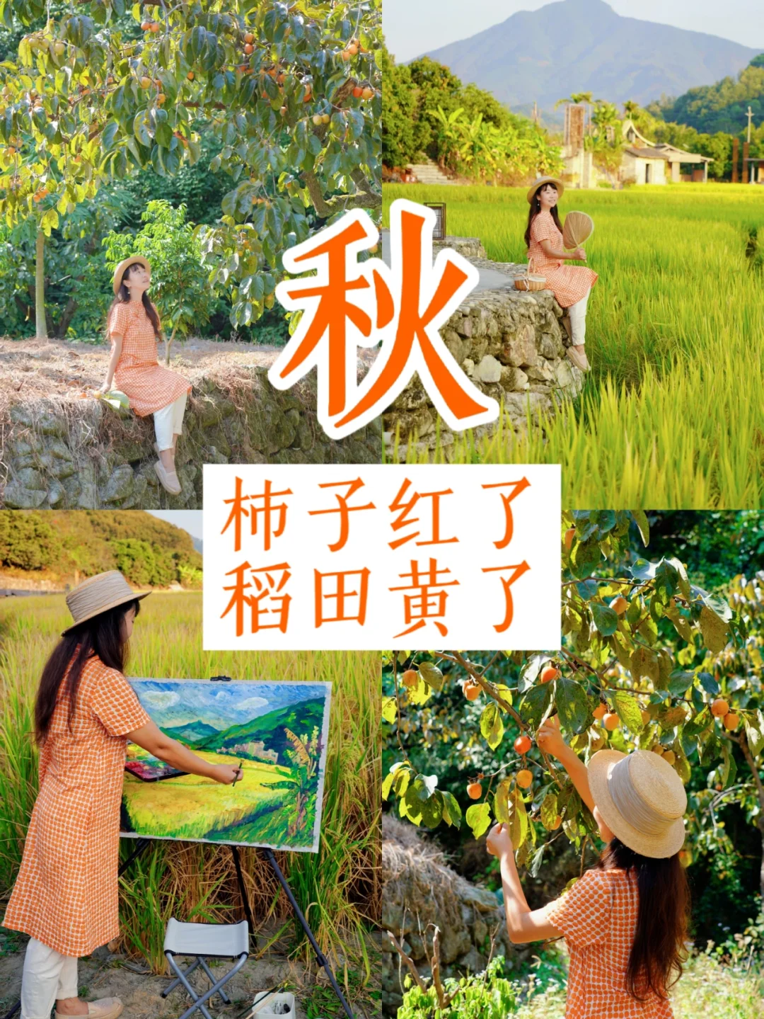 冲鸭❗️柿子红了，稻田黄了，乡村美如画