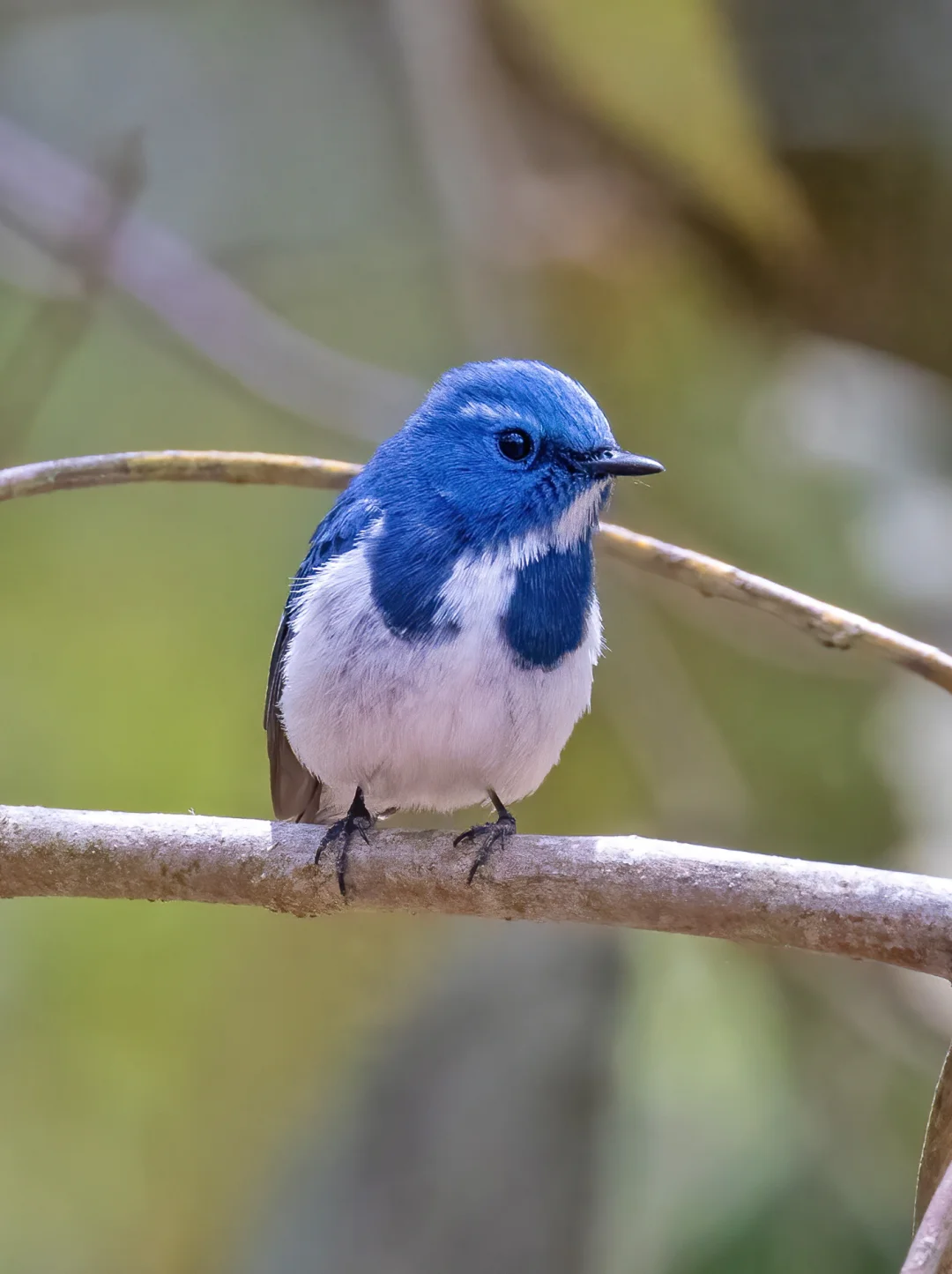 一对白眉蓝姬鹟给我引路 带进树林