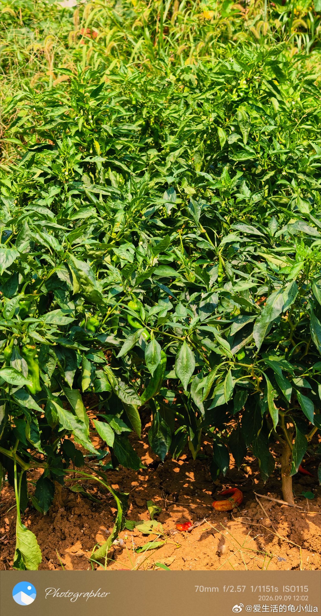 咱农村的蔬菜🥬和水果[哈哈]#随手拍##九月##vivo[超话]##曝农大学生说农民不该上大学#
谁祖上三代不是农民🧑‍🌾     咋了[doge] ​