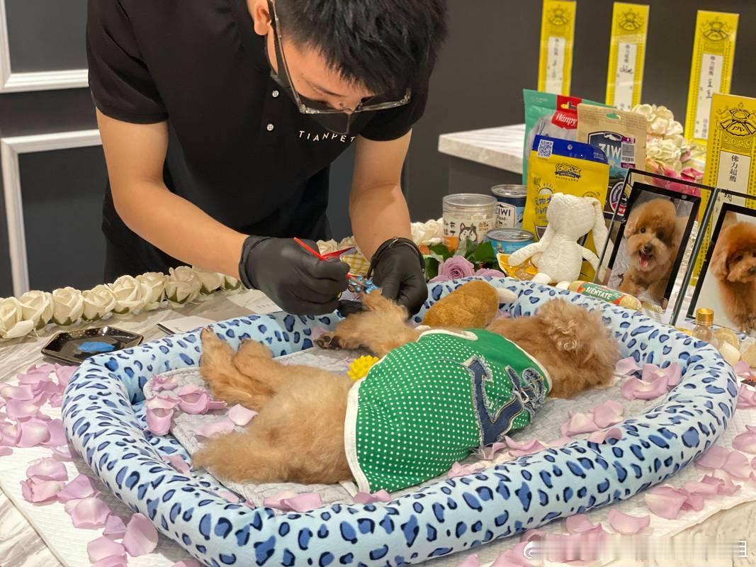 宠物去世后的告别仪式，如今有了全套专业服务。美容、告别、火化、骨灰寄存甚至制作骨灰钻石，价格从几百到几千元不等。从业者表示，宠物已经成为很多家庭的成员，人们对情感陪伴的重视催生了这一蓝海市场。但行业缺乏标准，乱收费现象严重。你会为你的宠物举办告别仪式吗？ ​