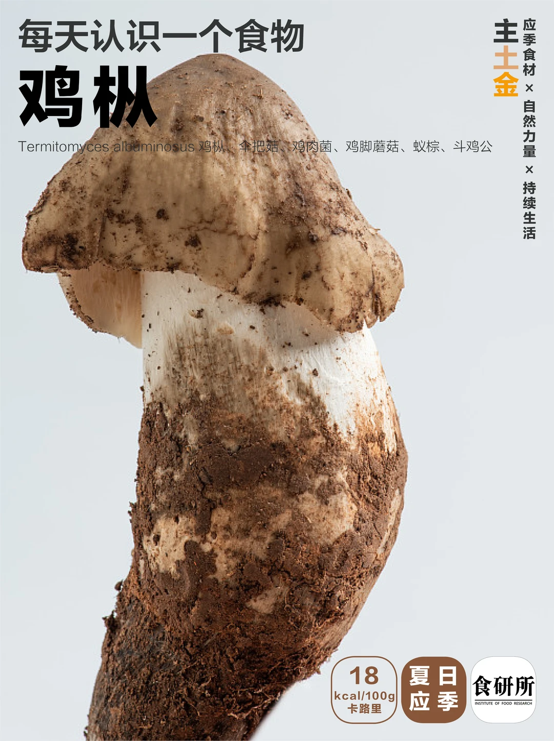 🍗🍗一口鸡枞三碗米！