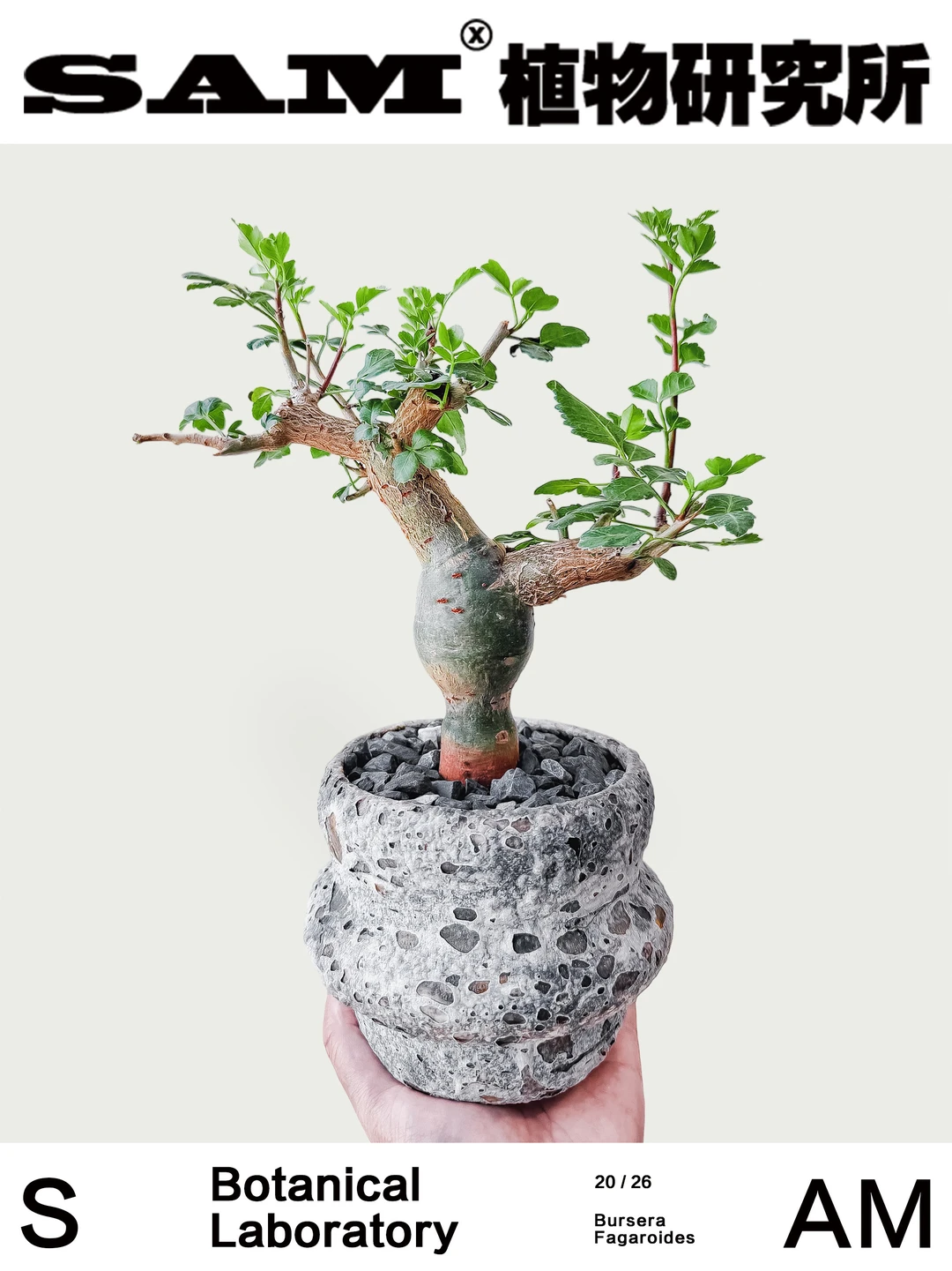 卵叶芳香裂榄｜Bursera Odorara