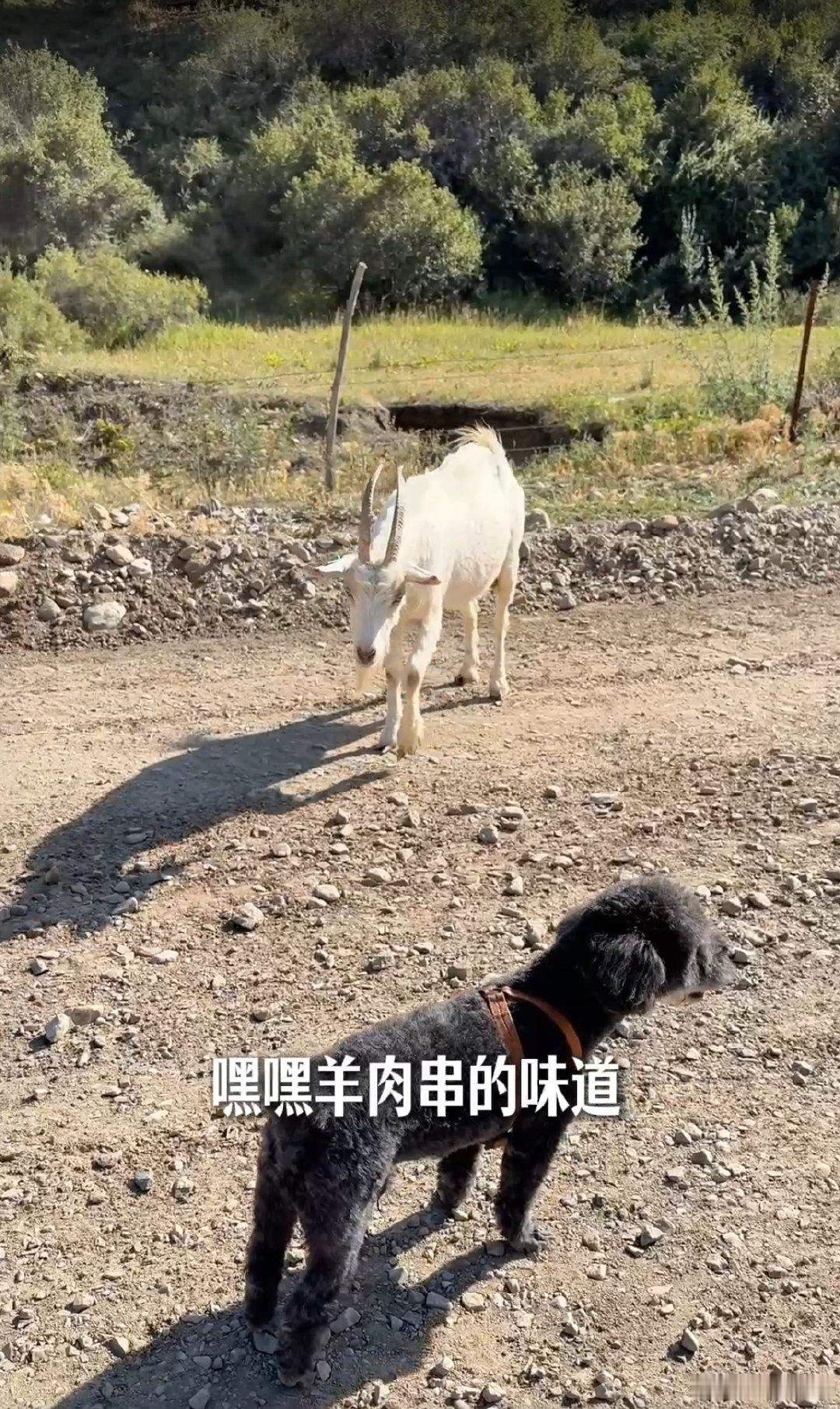 谁家自驾会半路捡羊啊？偏偏让我们碰上了。玩偶要带，活羊也要，小狗还跑来凑热闹，车里热闹得不行。腾势 N8L 大空间撑住了场面，把一堆意料之外的“乘客”全装下。舒服的家庭旅行，就是能包容各种突如其来的小要求。 ​