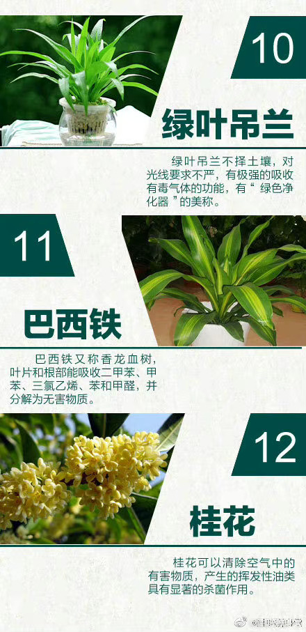 【家里可以摆放的24种天然“空气净化器”】为了阻挡大气污染物，不少人喜欢紧闭门窗。事实上，不通风、装修等带来的室内污染问题同样值得警惕。不妨在家里摆放些绿植，不但能帮助去除有害物质，还能给室内增添一些生机和活力。芦荟、米兰、龟背竹、绿萝……快给家里添些天然“空气净化器”吧！ ​​​