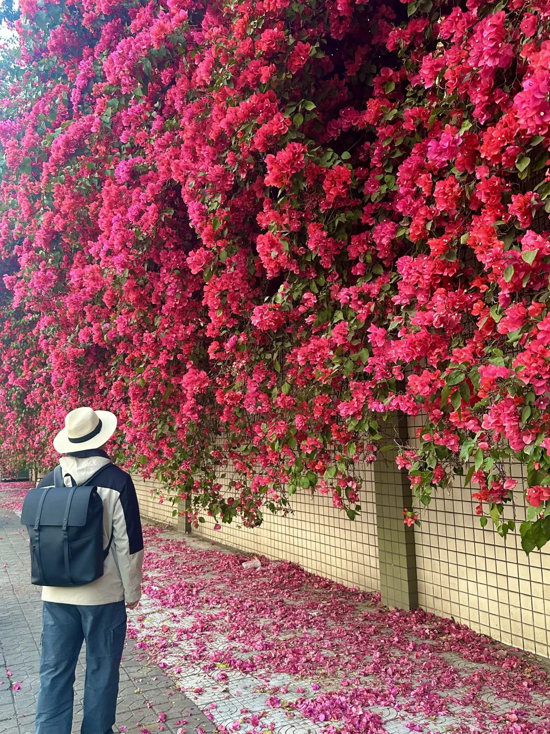 广东春日限定｜东莞三角梅瀑布打卡攻略🌸