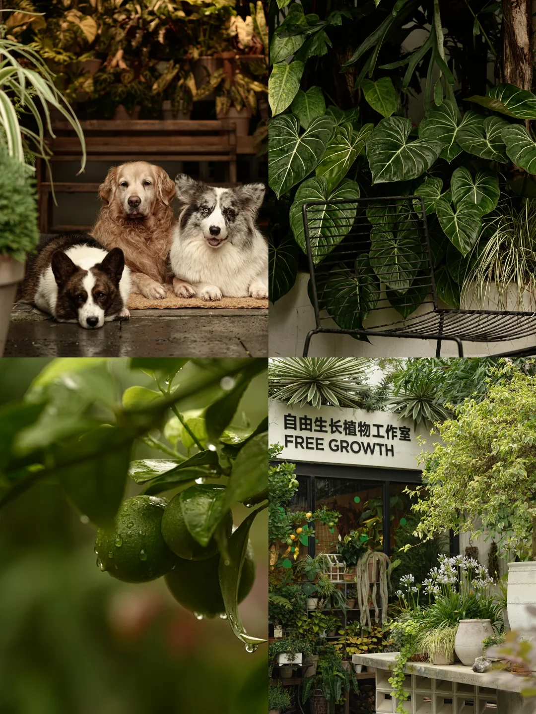 七月 湿透在雨季的绿意里